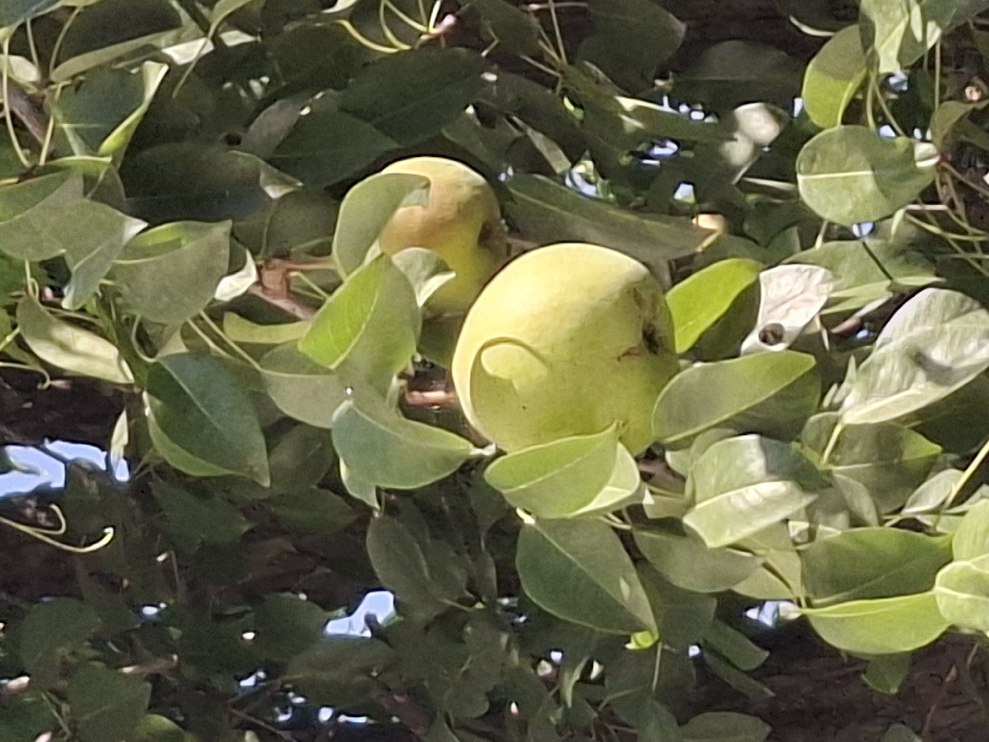 This is a close-up, eye-level shot of two green pears hanging from a tree, surrounded by lush green leaves. The pears are the primary subjects, with one prominently in the foreground and the other slightly behind and to the right. The lighting suggests it's daytime, with some dappled sunlight illuminating the leaves and fruit. The background consists of darker foliage and hints of blue sky peeking through the branches. The image does not contain any people or indicate any specific location within the city of Almaty, Kazakhstan.