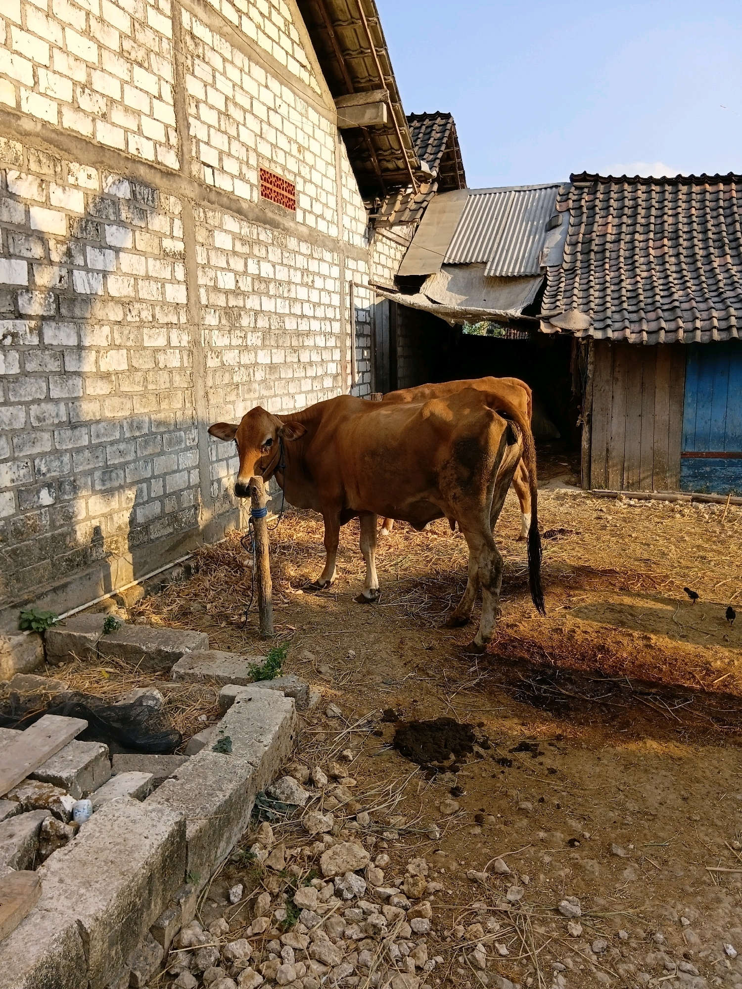 In Rengel, Indonesia, a brown cow is tethered to a wooden post in a yard. The cow is facing left, with its head turned towards the camera. The yard is covered in straw and has a dirt floor. Behind the cow, there is a brick building with a corrugated metal roof. The building appears to be a barn or stable. The sky is clear and blue. A pile of cow dung is visible on the ground near the cow. Two small black birds are also present in the yard, pecking at the ground. The scene is bathed in the warm light of the setting sun, casting long shadows across the yard.