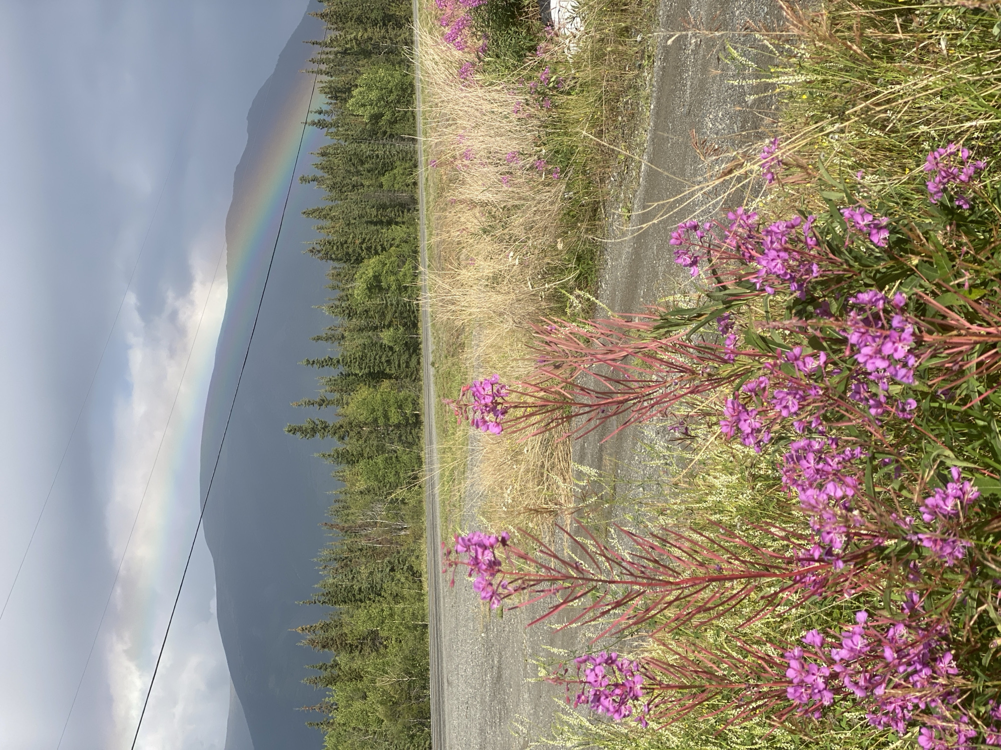 The image captures a landscape scene in Haines Junction, Canada, featuring a vibrant display of pink wildflowers in the foreground. Behind the flowers, a gravel road runs horizontally, separating the foreground from a dense forest of evergreen trees. The forest stretches across the middle ground, leading to a majestic, dark, and rounded mountain in the background. The sky is overcast with dramatic, dark clouds, but a faint rainbow is visible, arching over the mountain. Power lines are strung across the upper portion of the frame, adding a man-made element to the natural scenery. The overall impression is one of rugged natural beauty, with the rainbow suggesting a recent or ongoing rain shower.
