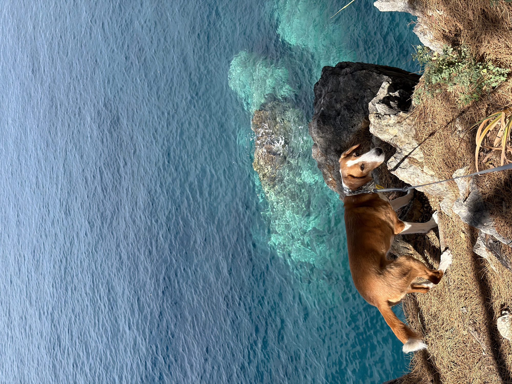 A medium, full-body shot depicts a brown and white dog on a rocky cliff overlooking the sea in Petrovac centar, Montenegro. The dog is on a leash, and its tail is white-tipped. The sea is blue with varying shades of light green near the rocks, suggesting shallow water. The cliff edge is covered in dry vegetation. The horizon is in the distance and there is no visible sky.