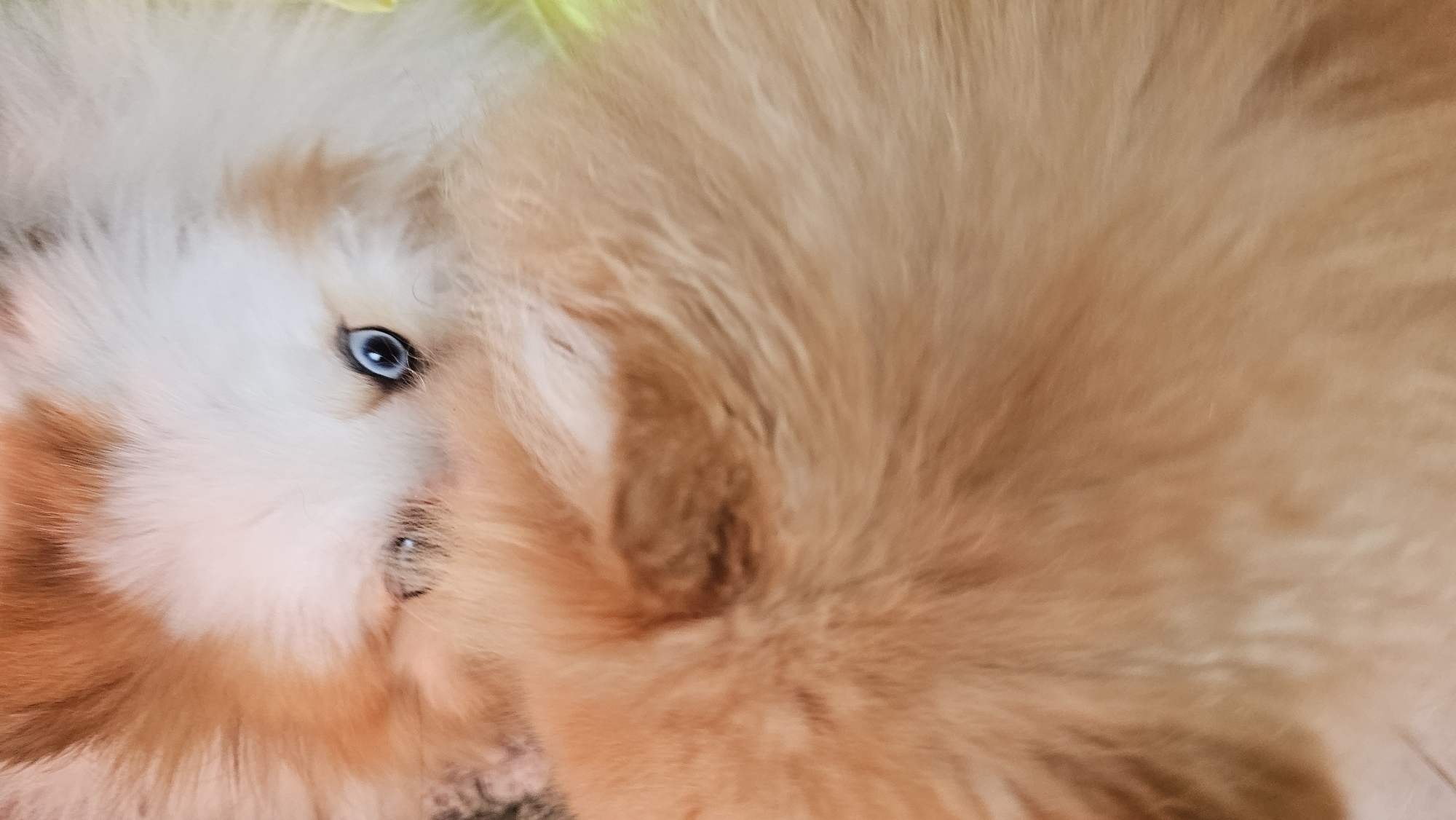 This media file is a close-up, top-down shot of a fluffy dog's face. The dog has striking blue eyes and fur that is a mix of white and light orange or tan. The lighting is bright, suggesting it might be daytime. The texture of the fur is the most prominent feature, with individual strands visible due to the close perspective. There are no visible people, text, or environmental cues that would indicate the specific location within Baan Chaweng, Thailand, other than the general impression of domesticity. The dog appears to be resting or looking upwards, with its head slightly tilted.
