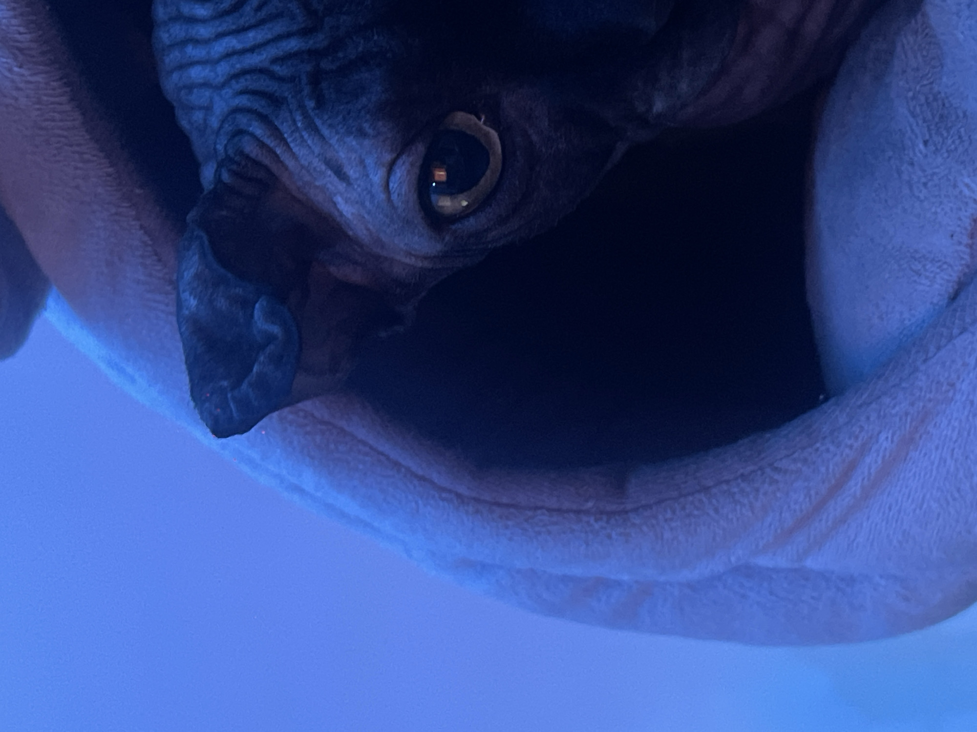 The image shows a close-up of a Sphynx cat's face partially hidden in a soft, pink fabric. The cat's large, golden eye is visible, with reflections of lights within the pupil. The cat's skin is dark and wrinkled. The background is a solid, bright blue. There is no information within the image to suggest a location in Đà Nẵng, Vietnam.