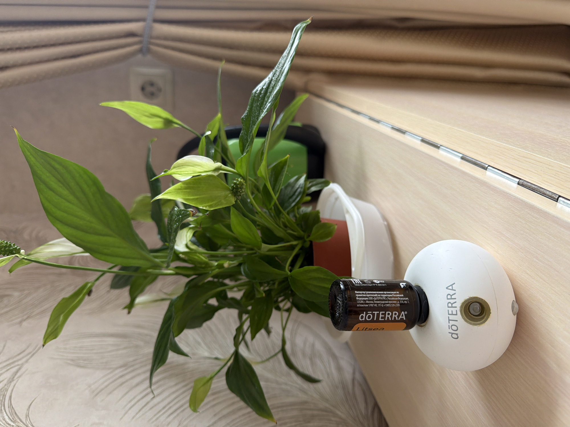 The scene depicts an indoor domestic environment, located in a room in Izhevsk, Russia. The primary subjects are a white dōTERRA essential oil diffuser with an inserted amber glass essential oil bottle, and a potted Peace Lily plant.
The diffuser is a rounded, white device bearing the "dōTERRA" logo on its front. A small circular nozzle or sensor is visible on its upper surface, below which is a smaller rectangular sensor. An amber glass essential oil bottle, labeled "Litsea" and displaying the "dōTERRA" logo, is inserted into the top of the diffuser. The bottle's label also prominently features the EAC conformity mark and Russian text identifying the importer as "ООО «ДОТЕРРА СНГ»" (OOO "DOTERRA SNG") with an address in Moscow, Russia.
Behind the diffuser and bottle, a green Peace Lily (Spathiphyllum) plant is visible. The plant has numerous broad, dark green leaves, some exhibiting visible water droplets on their surface. Several characteristic white spathes (flower-like bracts) and green spadixes are present, indicating a healthy plant. The plant is situated in a terracotta-colored pot, which rests within a white, rectangular plastic drip tray.
The objects are placed on a light-colored wooden surface, likely a dresser or shelf, which features a thin, dark, metallic strip running along its right edge.
The background consists of a light-colored wall with a subtle, textured wallpaper featuring a swirling, feather-like pattern. To the right, beige or light brown curtains are drawn back and tied with a cord. An electrical outlet, featuring two circular holes consistent with European Type F sockets, is mounted on the wall behind the plant and curtains. No people are visible in the image.