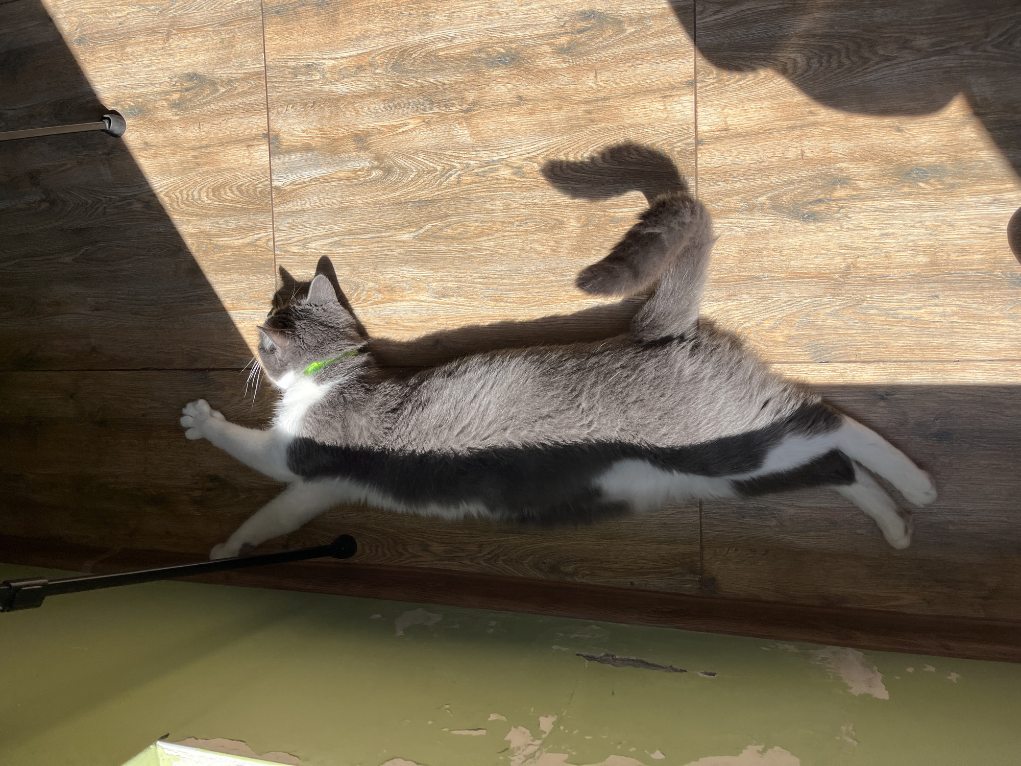 A grey and white cat is stretched out on a wooden floor, bathed in sunlight. The cat is lying on its back with its legs extended, and appears to be relaxed. A thin green collar is visible around the cat's neck. To the left of the cat, a portion of a wall painted green with peeling paint is visible, along with a dark, thin pole that is casting a shadow. To the right, another pole, also dark and thin with a black rubber foot, is present, and a large shadow of the cat is cast on the floor. The sunlight creates a diagonal line across the wooden floorboards. The scene appears to be indoors, in what could be a room in a residential building in Ureki, Georgia.