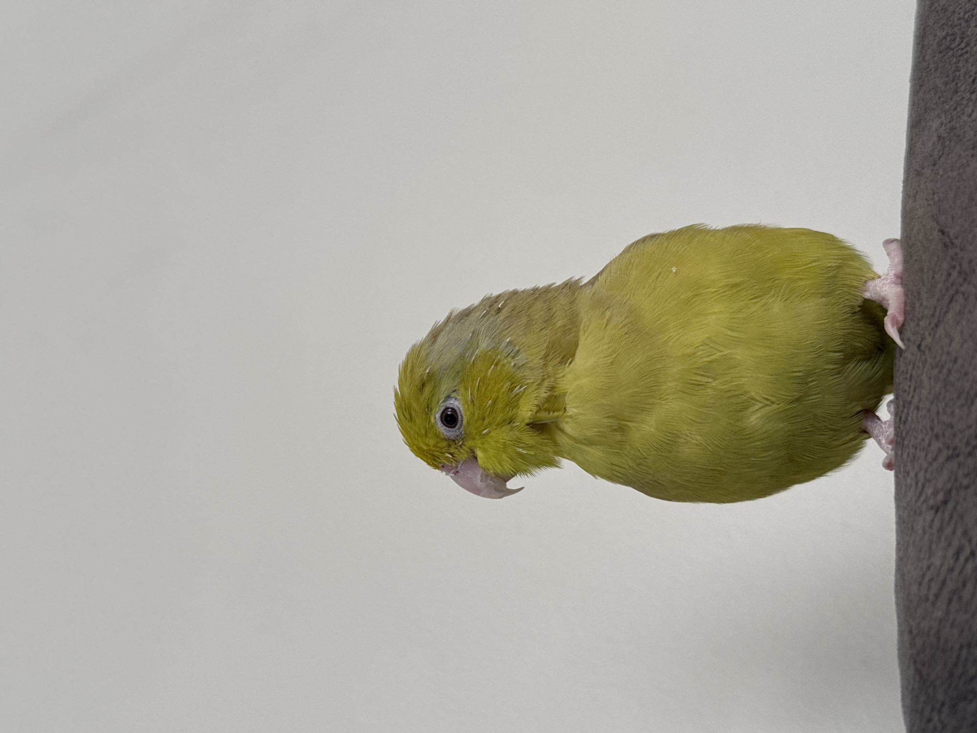 A light green parakeet stands on a textured gray surface with its head turned to the left. The background is a plain, light gray wall. The parakeet has a pink beak and pink feet with visible toes. Its eye is dark. The image is a close-up, focusing on the bird. No location in Konya, Turkey can be determined from the visual information provided.