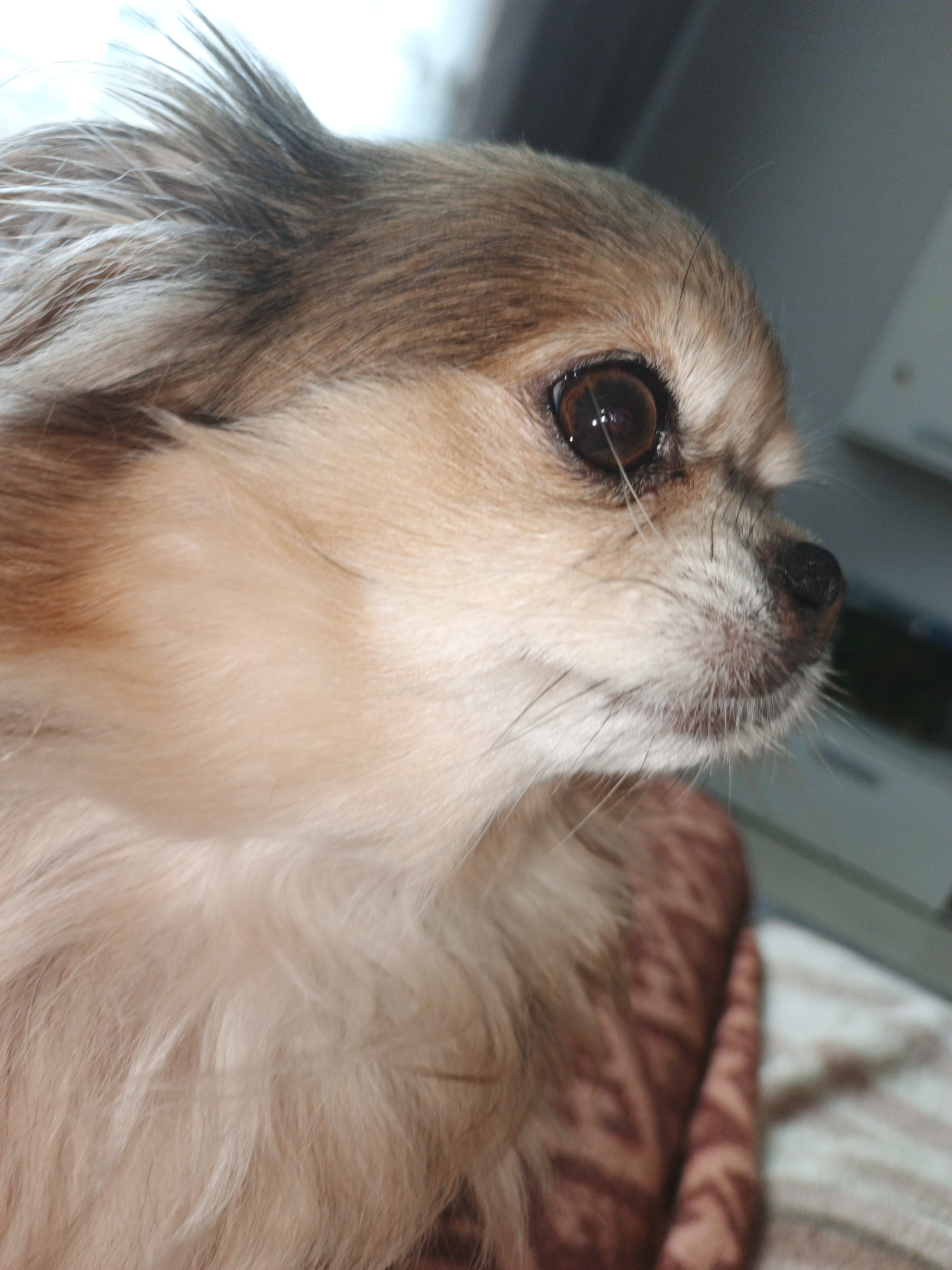 The image shows a close-up of a long-haired chihuahua dog's head, facing to the right. The dog has light brown and tan fur, with darker brown markings on its ears and snout. Its eye is dark brown and appears to be reflecting light. The dog's nose is black and wet. The background is blurred, but it appears to be an indoor setting with some furniture. There is no indication of the city of Zlatoust, Russia, in the image.