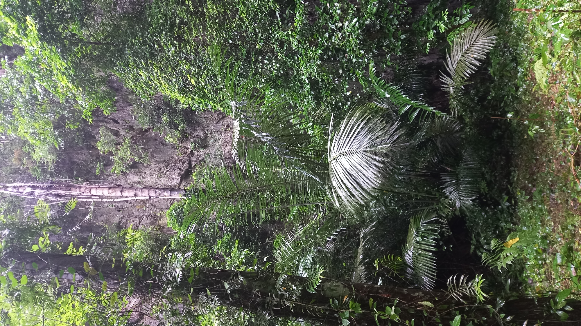 The image depicts a lush, overgrown area near Ban Pak Ra, Thailand, characterized by dense vegetation and a rocky cliff face. The scene includes various types of tropical foliage, such as palm trees and ferns, interspersed with climbing vines. A fallen tree trunk is visible against the rock face, partially obscured by vegetation. The overall environment suggests a damp and shaded location, possibly within a jungle or forested area.