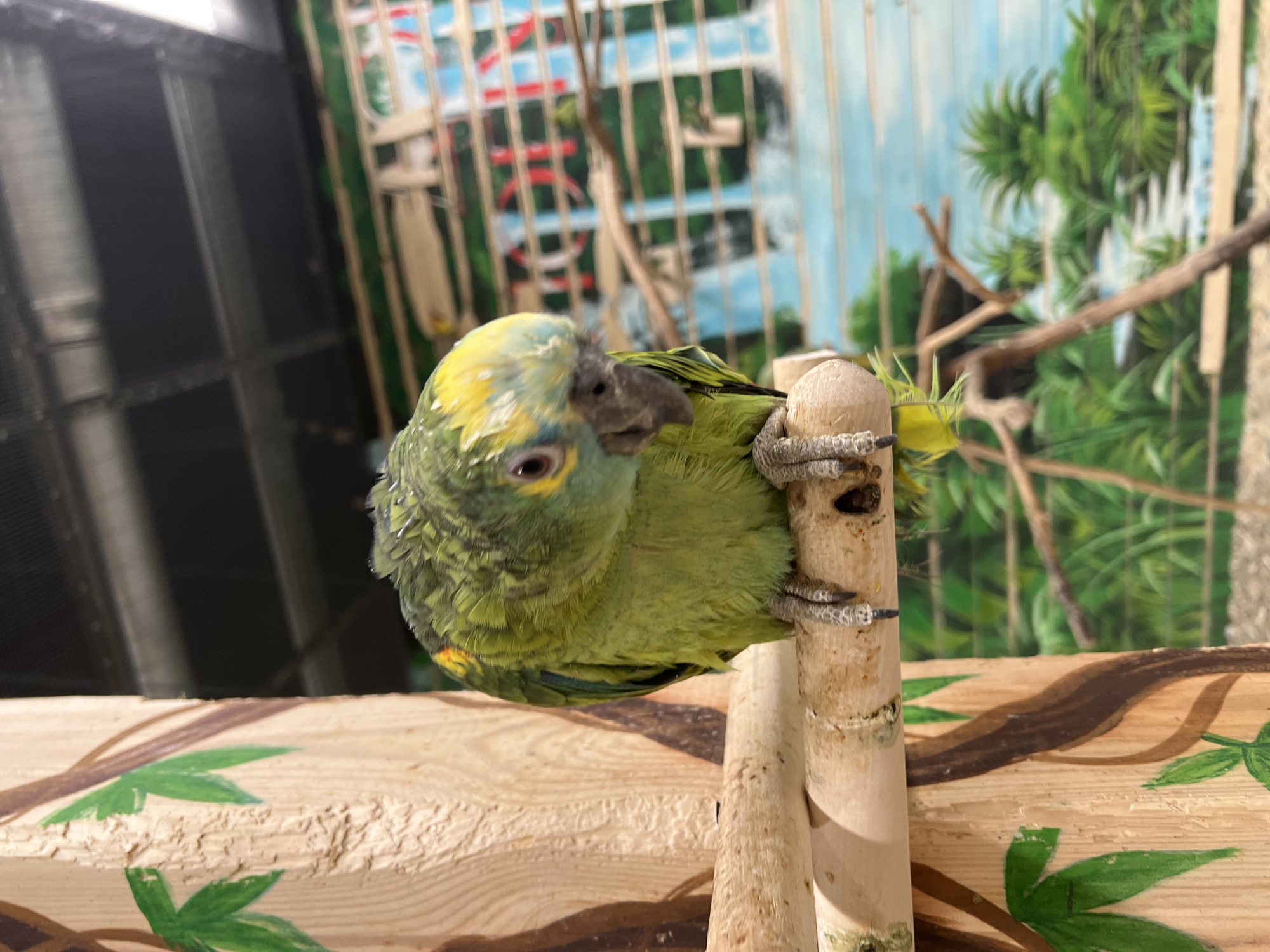 An orange-winged amazon parrot, characterized by its predominantly green plumage with yellow markings on its head and wings, is perched on a wooden branch. The parrot is facing the camera, with its head tilted slightly to the right, revealing its dark eye and hooked beak. Its feet are visible gripping the branch. The parrot appears to be indoors, in what resembles an aviary or a zoo enclosure. The background features a painted mural depicting a tropical jungle scene with lush green foliage, a waterfall, and a bright blue sky with clouds. To the left, a wooden post is decorated with painted brown tree trunks and green leaves, suggesting an artificial jungle environment. The ceiling above is a dark, metallic structure with visible beams. The lighting is artificial, creating a slightly diffused illumination across the scene. The image was taken in Moscow, Russia.