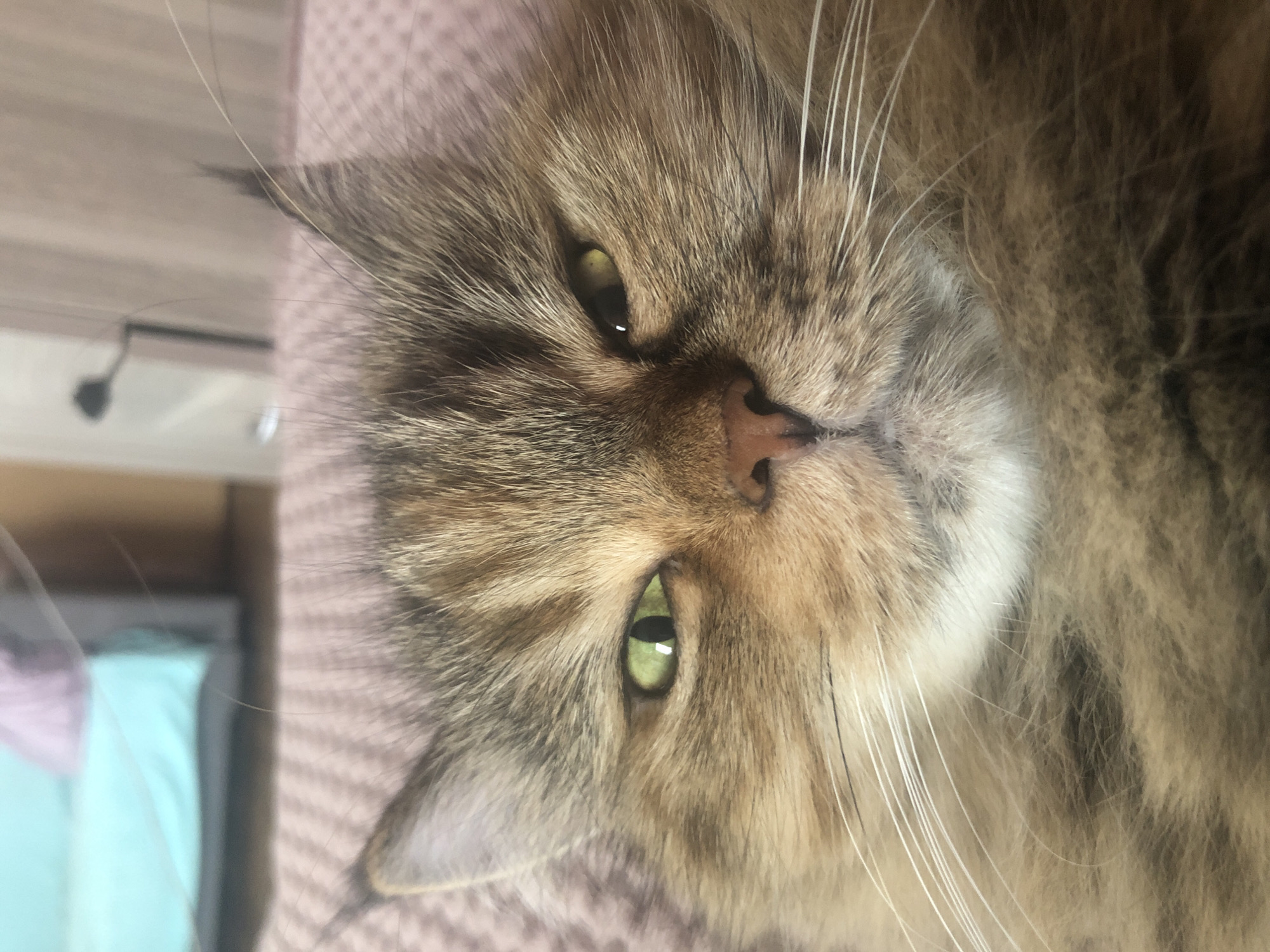 A close-up, slightly blurry, indoor, eye-level shot focuses on a cat's face. The cat, a long-haired tabby with brown and tan fur, is looking directly at the camera. Its left eye is bright green with a black pupil, and its right eye is partially closed, showing a yellowish tint. Prominent white whiskers fan out from its nose. The cat appears to be lying down on a textured pink blanket. In the soft-focus background, a light blue and pink bed or sofa is visible. The overall impression is of a relaxed, domestic scene.