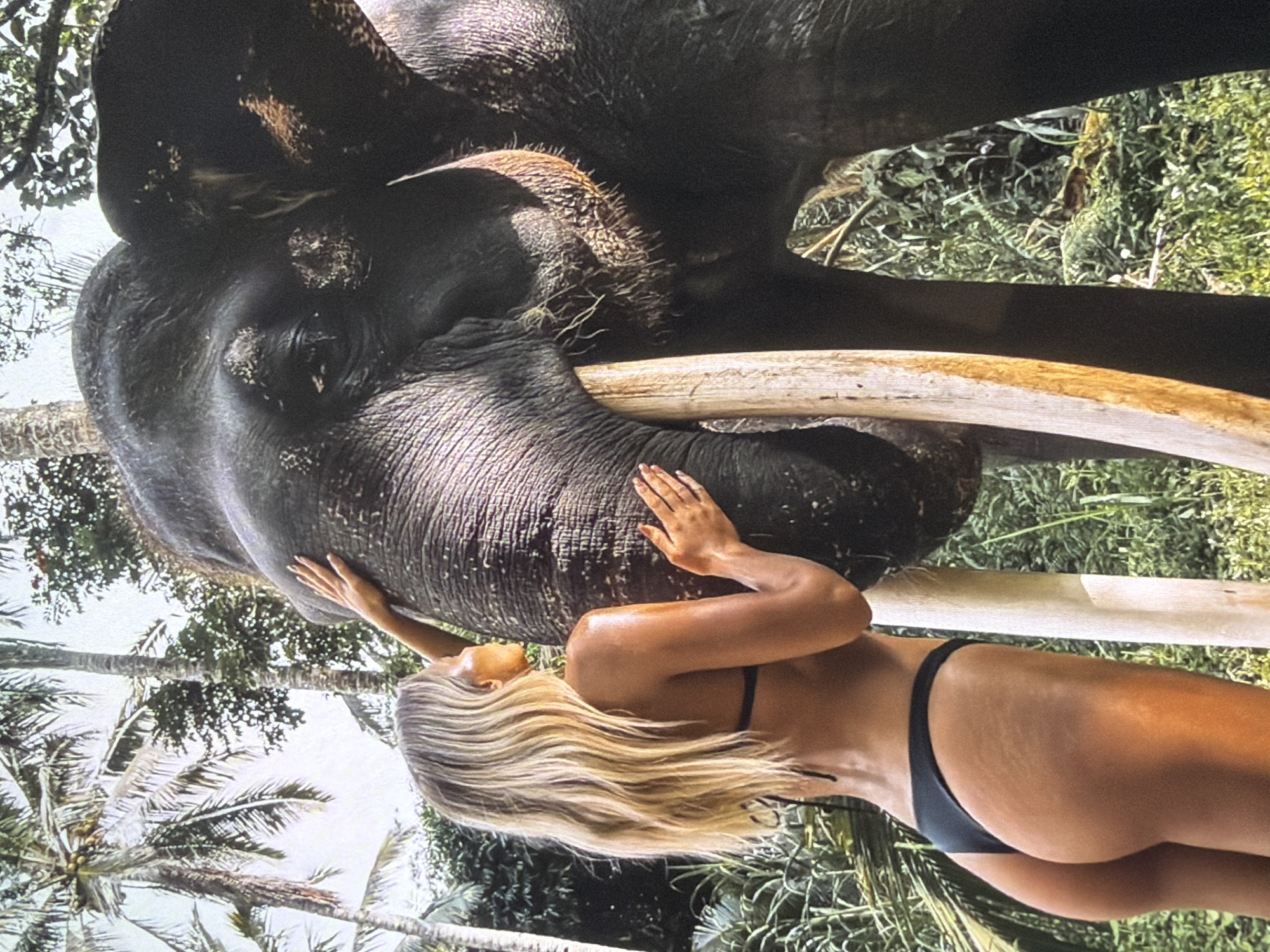 This image, rotated 90 degrees clockwise, captures an intimate moment between a woman and a large elephant in a tropical setting. The scene is outdoors during daylight, with bright skies and lush green foliage, including palm trees, forming the background.
The woman, with long, flowing blonde hair, is positioned close to the elephant's head, appearing to embrace or gently touch it. She wears a black bikini bottom, and her skin is tanned and appears to glisten, possibly from sun, sweat, or water. Her hands are placed on the elephant's rough, dark-grey skin – one near its trunk and the other on its side. Her profile shows her head tilted towards the animal.
The elephant is dark-skinned, showcasing its wrinkled texture, and has prominent, large tusks extending outwards. Details of its eye and bristly hair on its head are visible. The interaction appears gentle and affectionate. No text is visible in the media file.