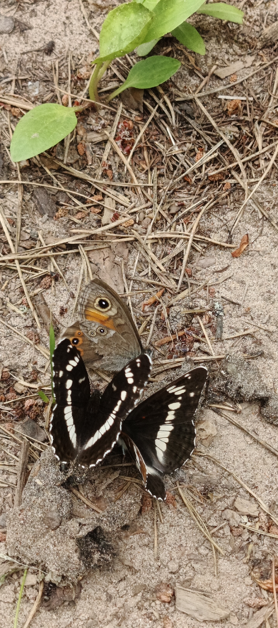 The image shows two butterflies on sandy ground with dry grass and leaves. One butterfly, with brown wings and orange and black eyespots, is positioned on the right, facing upwards. Another butterfly, with black wings and white markings, is positioned on the left, facing downwards, partially overlapping the first butterfly. A few green leaves from a seedling are visible in the upper left corner of the image. The scene appears to be in an outdoor, natural environment. The location in the city of Гаревая, Russia, is not discernible from the image itself.