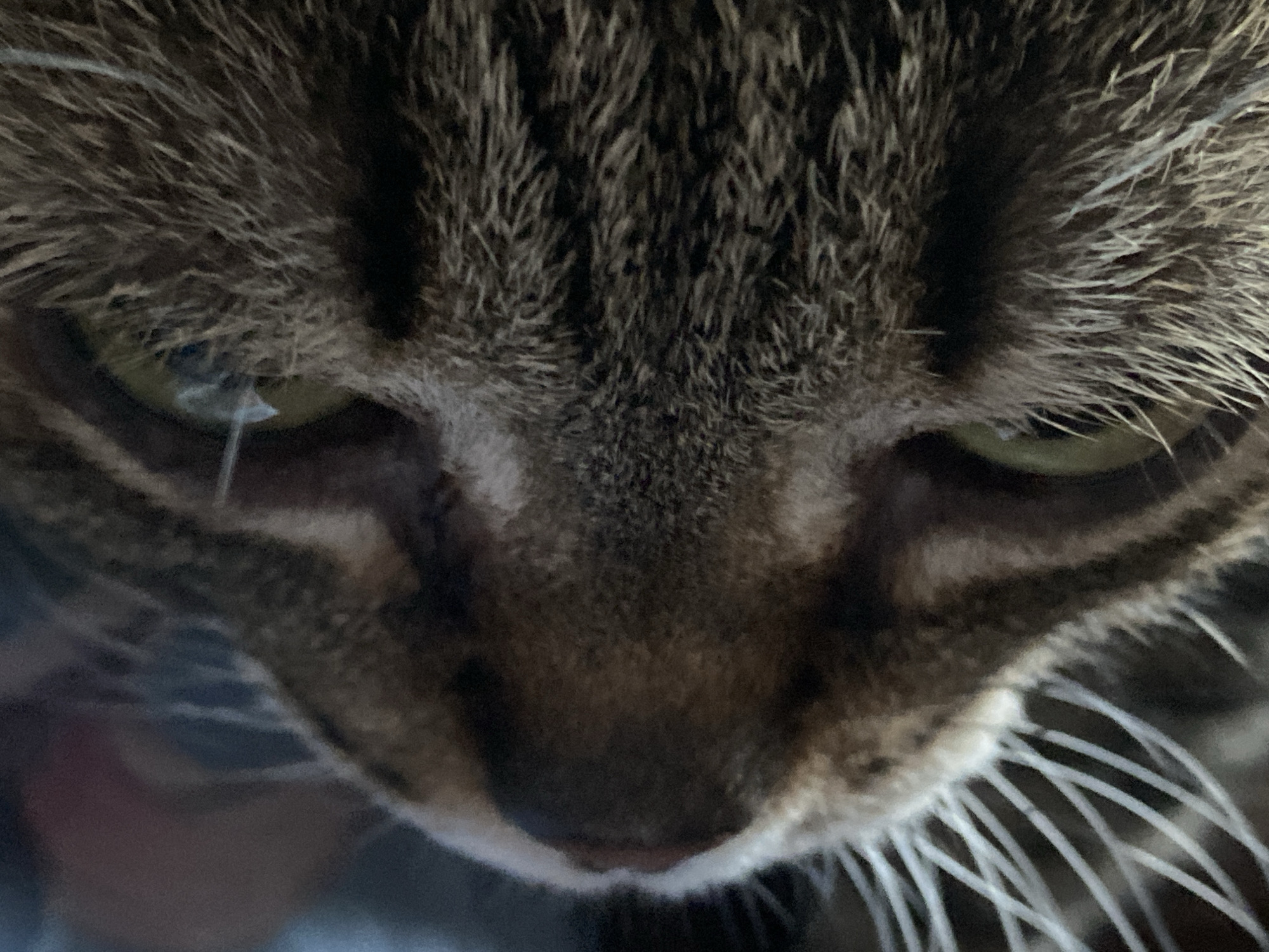 This is a close-up, eye-level, head-on shot of a tabby cat's face. The cat's fur is a mix of dark brown, grey, and black stripes. Its eyes are partially visible and appear to be a light green color. Long white whiskers extend from its muzzle. The focus is primarily on the cat's face, with the background out of focus, showing dark and muted colors. The lighting appears to be artificial, possibly from an indoor setting. There is no visible text in the image. The shot captures a neutral, perhaps slightly curious, expression on the cat's face. The setting appears to be indoors, with no discernible external environmental cues to suggest time of day or weather.