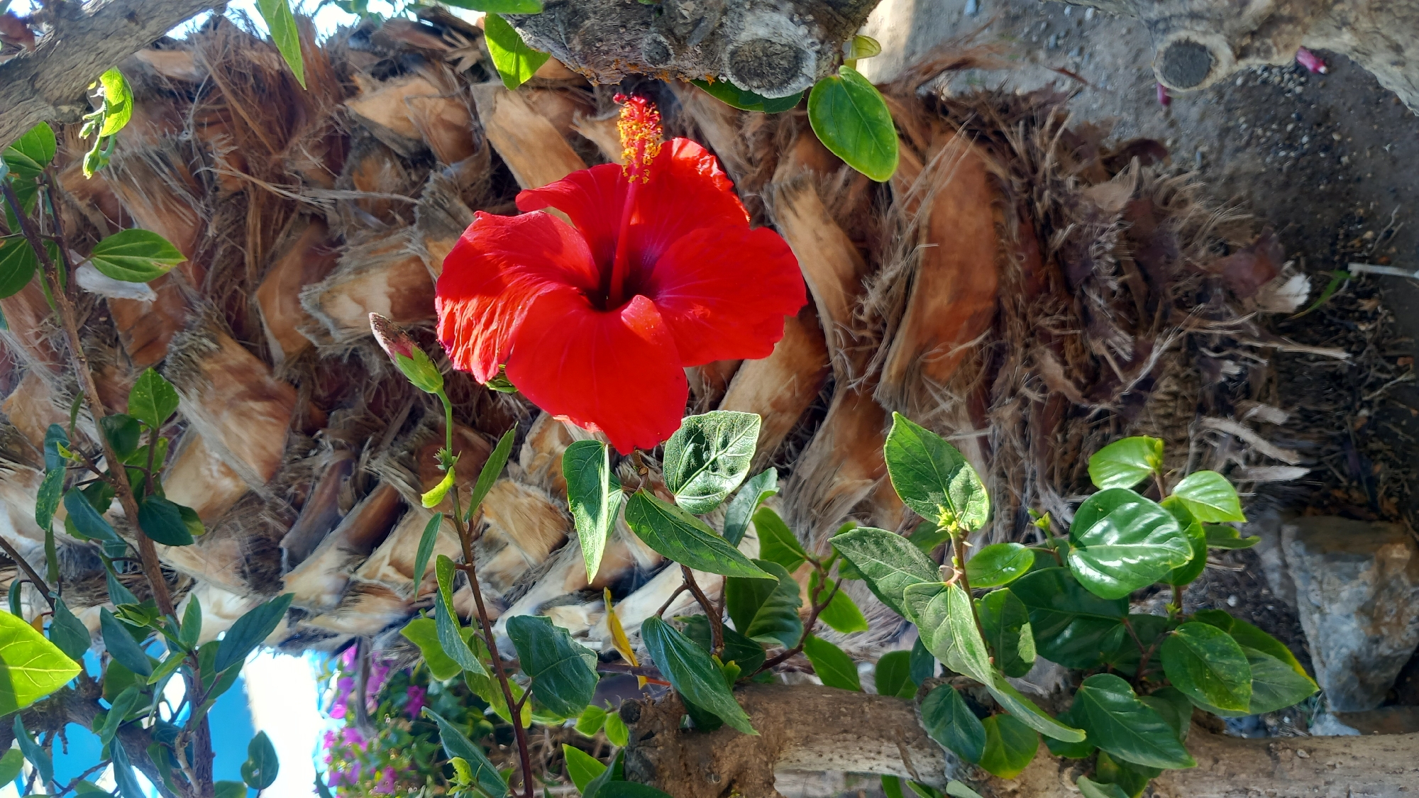 The image shows a close-up view of a vibrant red hibiscus flower blooming against the textured, fibrous trunk of a palm tree. The flower is in full bloom with its petals unfurled, and its stamens, tipped with yellow pollen, are visible. Green leaves and branches of the hibiscus plant surround the flower, adding contrast to the scene. In the background, the palm tree trunk dominates, characterized by its rough, layered bark. Sunlight illuminates the scene, highlighting the details of the flower and foliage. The image appears to be taken outdoors, likely in a garden or a public space within the city of Kos, Greece, given the typical vegetation and aesthetic. The setting suggests a warm, sunny climate.