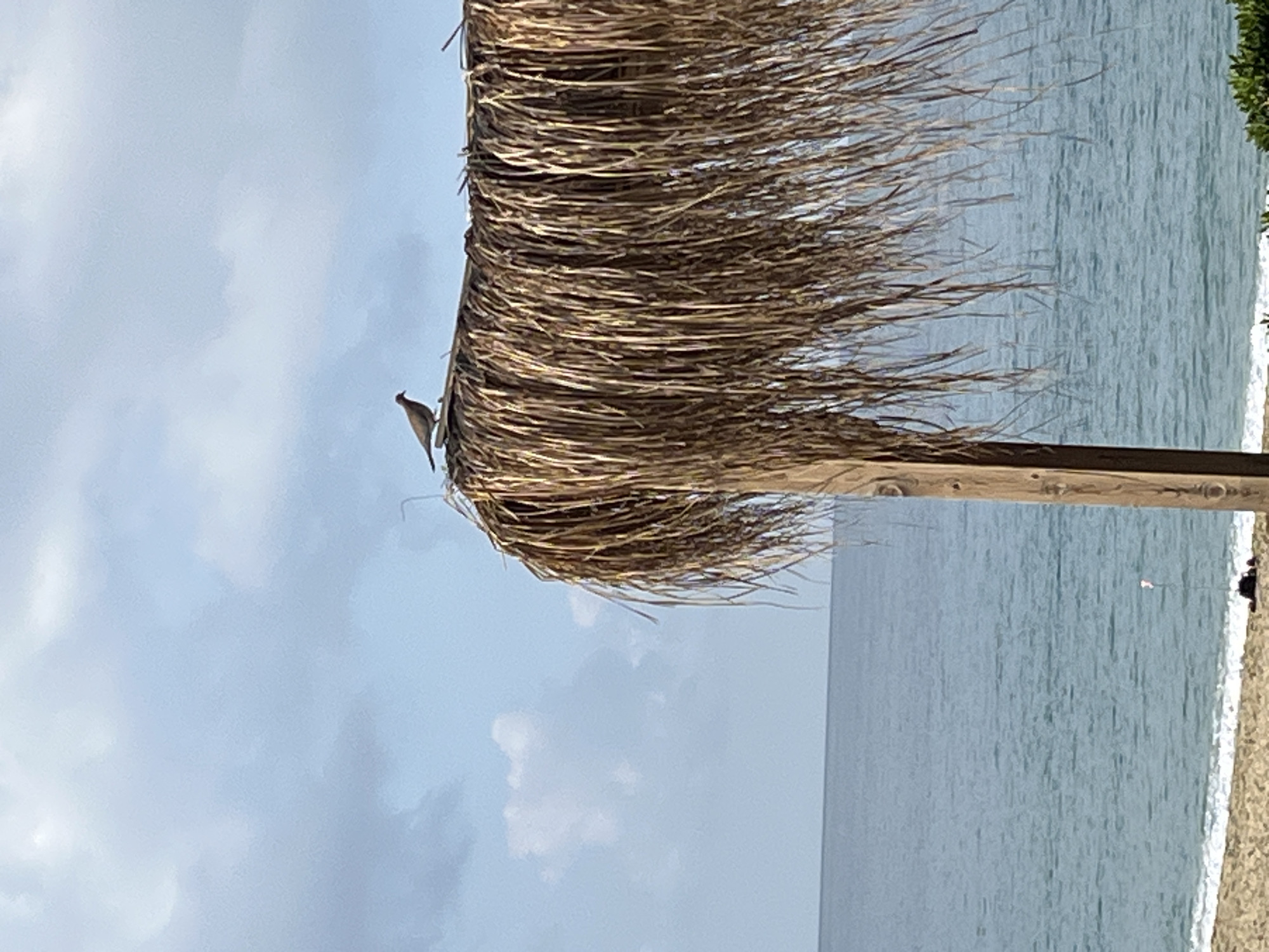 The image shows a palapa on a beach in Alanya, Turkey, with a bird perched on top. The palapa is made of dry palm leaves and has a wooden support beam. The ocean and beach are in the background. The sky is cloudy.