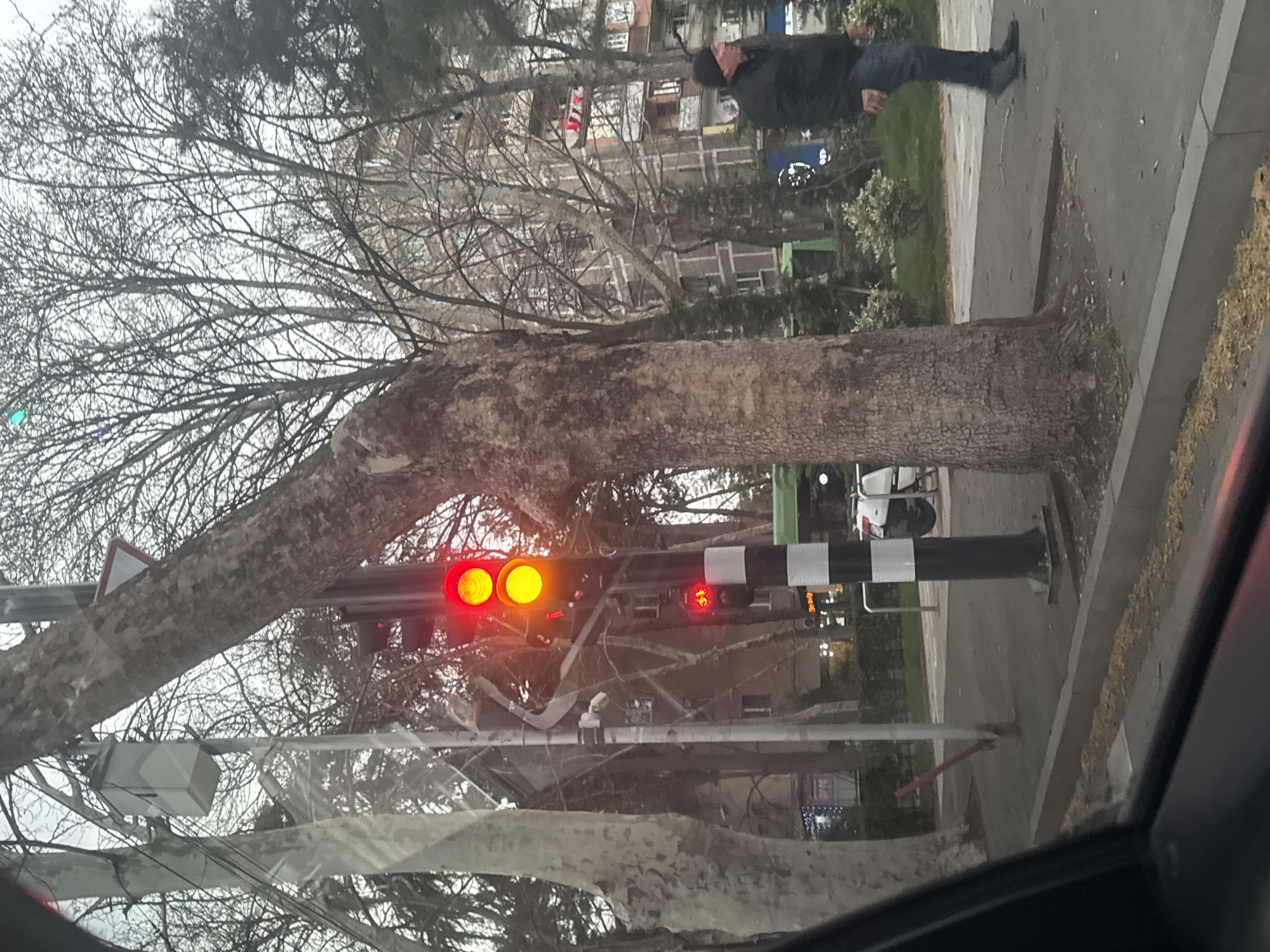 The image displays an urban street scene in Tbilisi, Georgia, captured from inside a vehicle. A prominent black pole with white stripes near its base supports a traffic signal displaying two illuminated red lights stacked vertically, along with a smaller red 'do not walk' pedestrian signal below. A small red rectangular sign with the numeral '1' is affixed to this pole. To the immediate right of the traffic signal pole stands a large deciduous tree with rough bark and bare branches, partially obscuring a white triangular yield sign positioned higher up. Another utility pole with a light-colored rectangular utility box attached and visible wiring is situated to the left of the main traffic signal. The background features several other deciduous trees with bare branches, behind which multi-story buildings are visible; one building exhibits balconies with red objects draped over a railing. On the right side of the image, a male individual wearing a dark jacket, blue jeans, and a black beanie is walking rightward on a paved sidewalk. A white scooter is partially visible, parked behind the traffic light pole. Further right, a green structure, possibly a bus stop or kiosk, is present behind the walking individual. The foreground includes the dark frame of a vehicle's interior and a red reflection at the bottom. The ground consists of paved sidewalk, a curb, and exposed soil around the tree bases. The sky appears overcast.