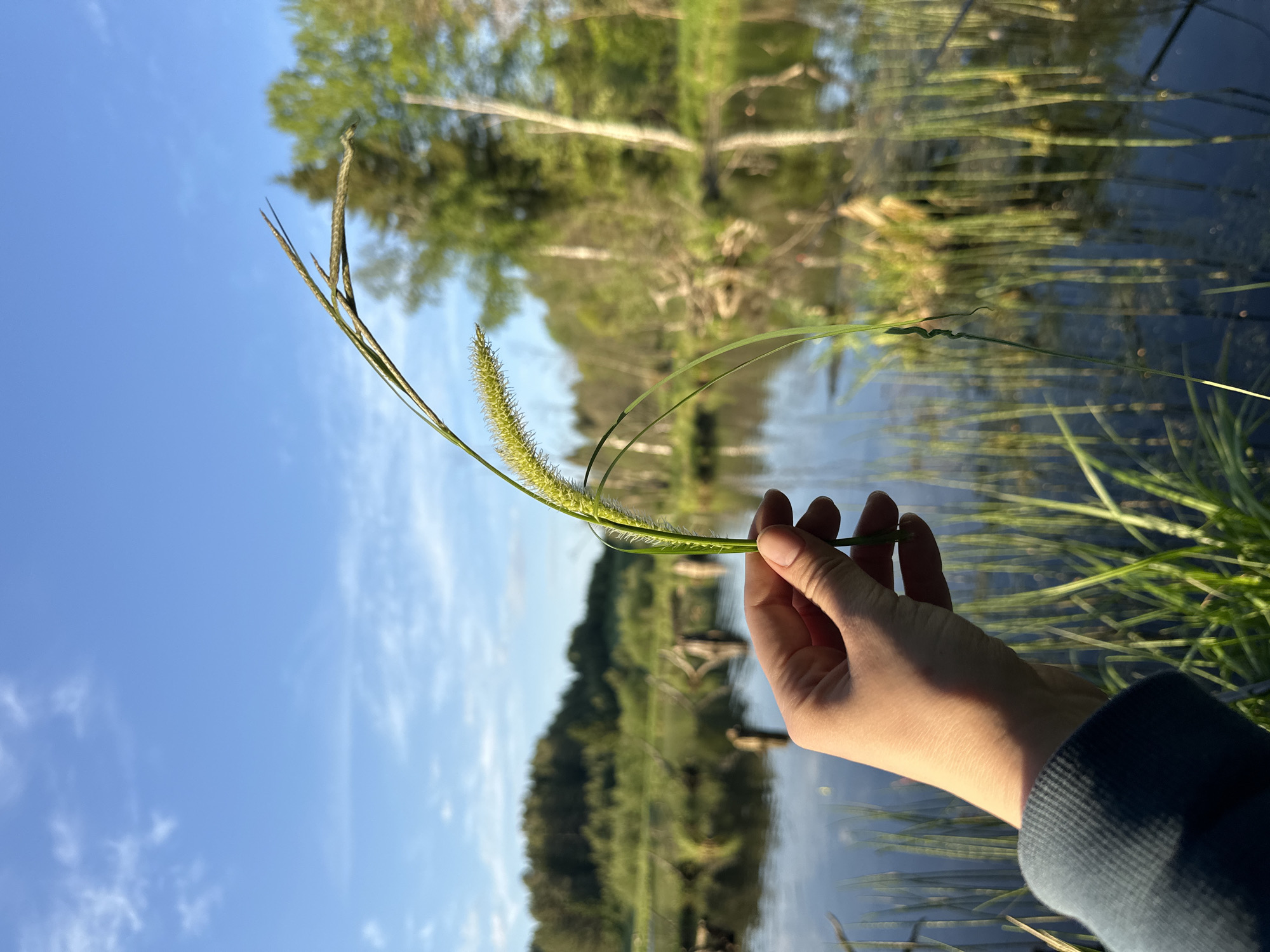 A right hand holds a green, flowering plant in front of a body of water. The hand appears to be fair-skinned and is wearing a blue, long-sleeved garment. The plant has a cylindrical, green head with thin leaves extending outwards. The background features a body of water reflecting trees and a blue sky with scattered clouds. It's daytime, and the lighting suggests a sunny environment. The geographical location in Bormist, Russia cannot be determined from visual information.