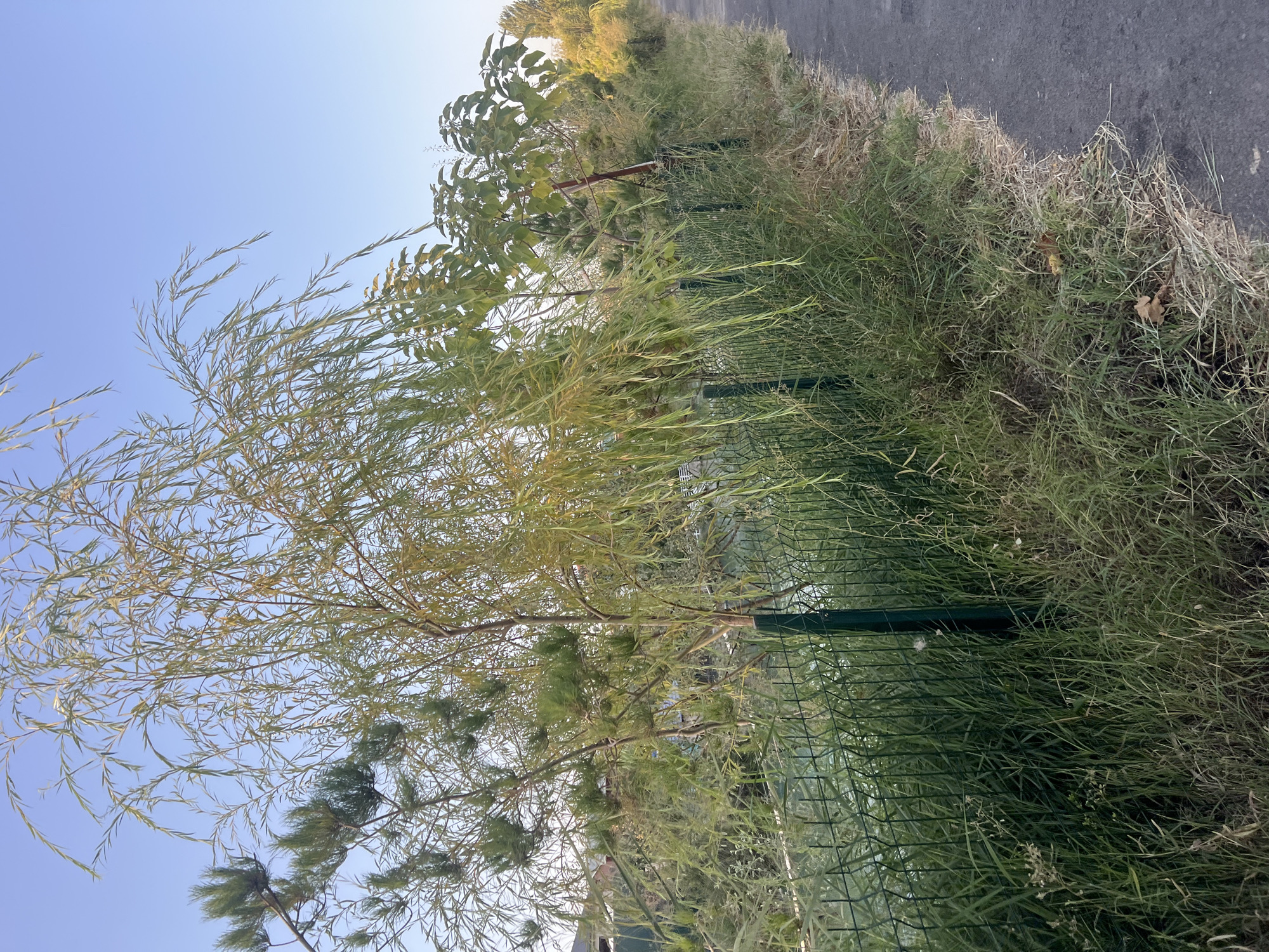 The image shows a pathway next to a wire mesh fence. A weeping willow tree is prominently featured in the foreground, with its long branches extending over the fence. Beyond the fence, there is a body of water. The pathway is paved with asphalt. The scene appears to be in a park or a residential area, with some houses visible in the background behind the trees and fence. The sky is clear and blue. The overall impression is one of a calm, natural setting.