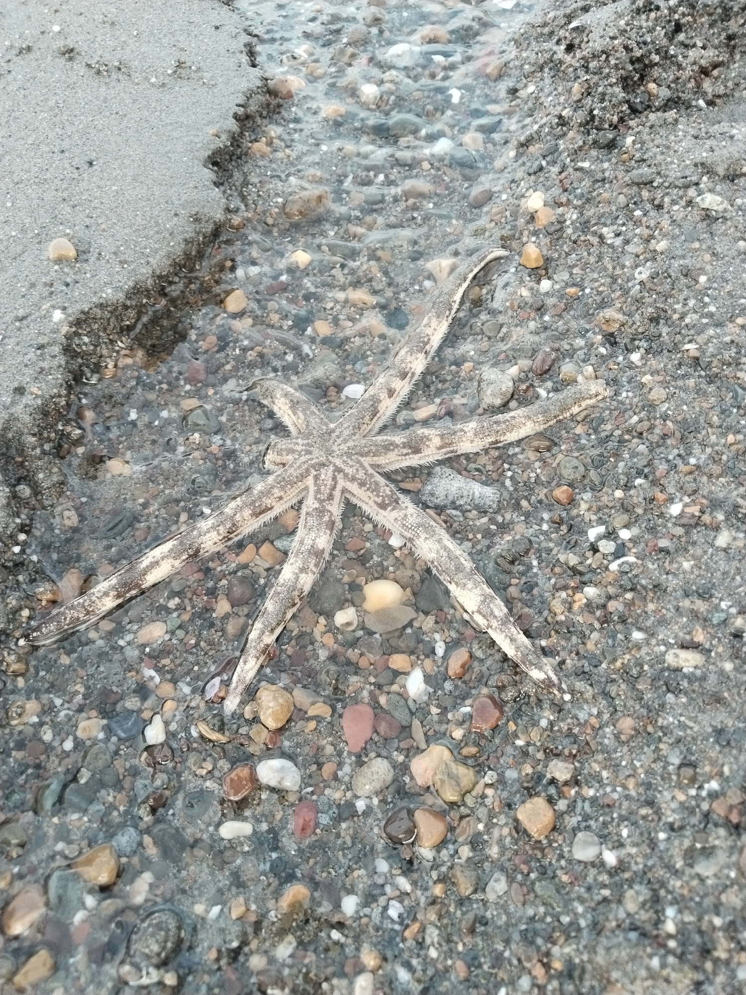 The image shows a starfish lying on a pebble-strewn shoreline, partially submerged in shallow water. The starfish has a sandy-colored body with darker speckles and seven distinct arms. The shoreline is a mix of wet sand, small pebbles, and some larger rocks. The water appears clear, allowing the details of the starfish and the seabed to be visible. The scene is a natural outdoor environment, likely a beach or coastal area. There are no people or any indications of human activity beyond the presence of a natural environment. The image is taken from a slightly elevated angle, looking down at the starfish. The specific location in Lhokseumawe, Indonesia, is not determinable from the image alone, but the general setting is a coastal environment.