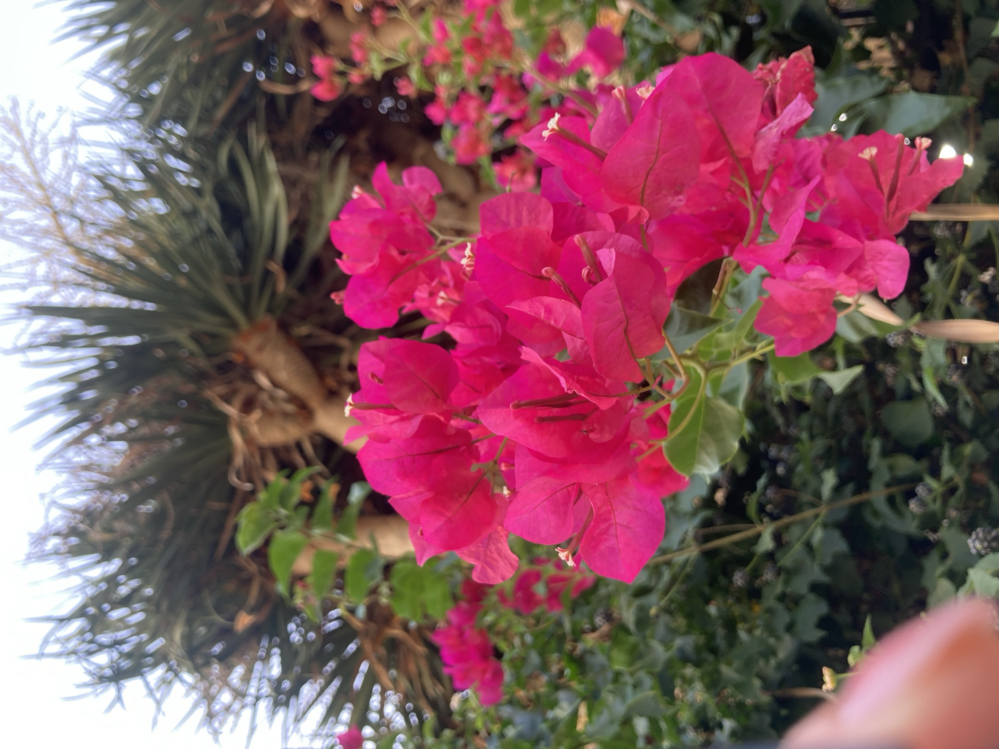 A close-up, eye-level shot captures vibrant magenta bougainvillea flowers in the foreground, their delicate paper-like petals unfurling. Behind them, a lush green canopy of ivy-like foliage creates a dense backdrop, interspersed with darker, berry-like clusters. In the upper half of the frame, out-of-focus palm fronds, with their characteristic spiky texture, suggest a sunny, Mediterranean climate. The sky is a pale, overcast white, indicating a possibly cloudy day. The overall impression is one of lush, natural beauty, likely found in a garden or park within Palmanova, Spain. There are no people or identifiable structures visible in the frame.