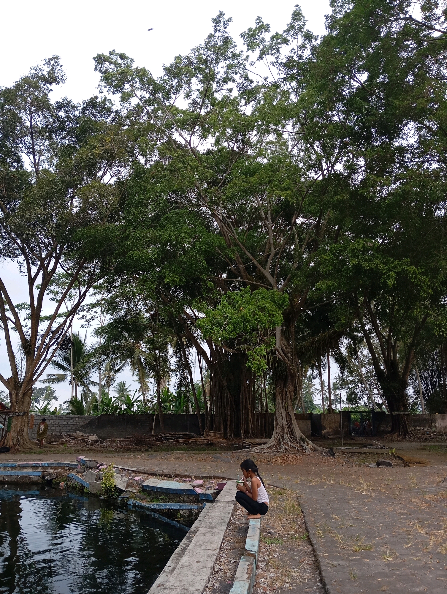 This media file depicts a young girl sitting on the edge of a pool in Sememu, Indonesia. She is wearing a white tank top and black pants, and she is holding a green straw to her mouth as if drinking. The pool is filled with dark water and appears to be partially dilapidated, with broken concrete edges and some vegetation growing from within.
Behind the pool, a large banyan tree with prominent aerial roots dominates the scene. Its branches extend high into the sky, creating a dense canopy of green leaves. In the background, there are palm trees, a brick wall, and other vegetation, suggesting a tropical or subtropical environment. The ground is covered with dark sand and sparse dry grass.
The sky is overcast, indicating a cloudy day. The time of day is unclear but likely daytime. The overall mood is somewhat subdued, with the girl appearing contemplative. The scene appears to be an outdoor, possibly rural, area in Indonesia, given the location context and the tropical flora. There is a partially visible sign on the large tree on the left, but the text is not legible.