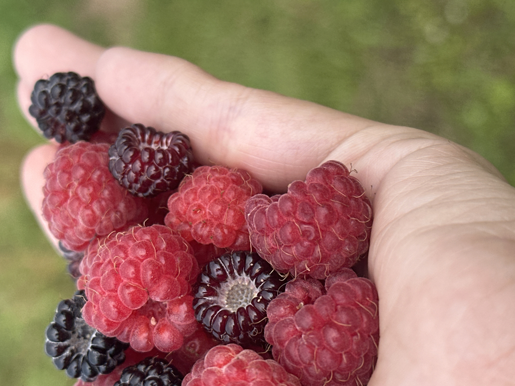 A close-up shot shows a human hand holding a collection of raspberries and blackberries. The fruits are a mix of red and dark purple hues, with visible individual drupelets that are characteristic of these berries. The hand is cupped, supporting the weight of the berries. The background is a soft, blurred green, suggesting an outdoor environment, possibly a garden or field. The lighting is natural and diffused. There is no indication of the specific location within the city of Kharnavy, Russia, in this image.