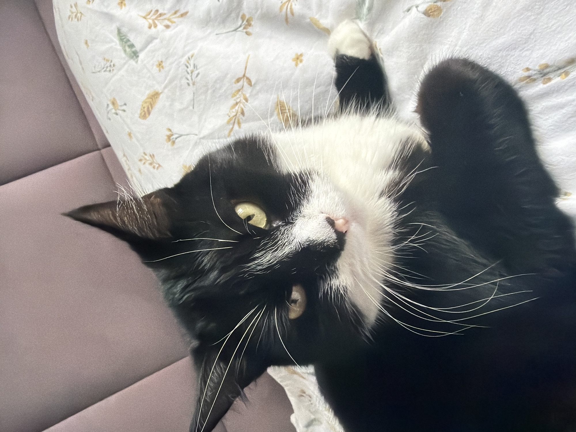 A black and white cat with yellow eyes is lying on a bed with a patterned white comforter and a mauve upholstered headboard. The cat is partially obscured by its own body and the comforter. Its left paw, which is white, is visible, as is its black tail curled around its body. The cat's face is turned towards the camera, and its gaze is direct. The scene is likely indoors, possibly in a bedroom. The location in the city of Chekhov, Russia, is not discernible from the image.
