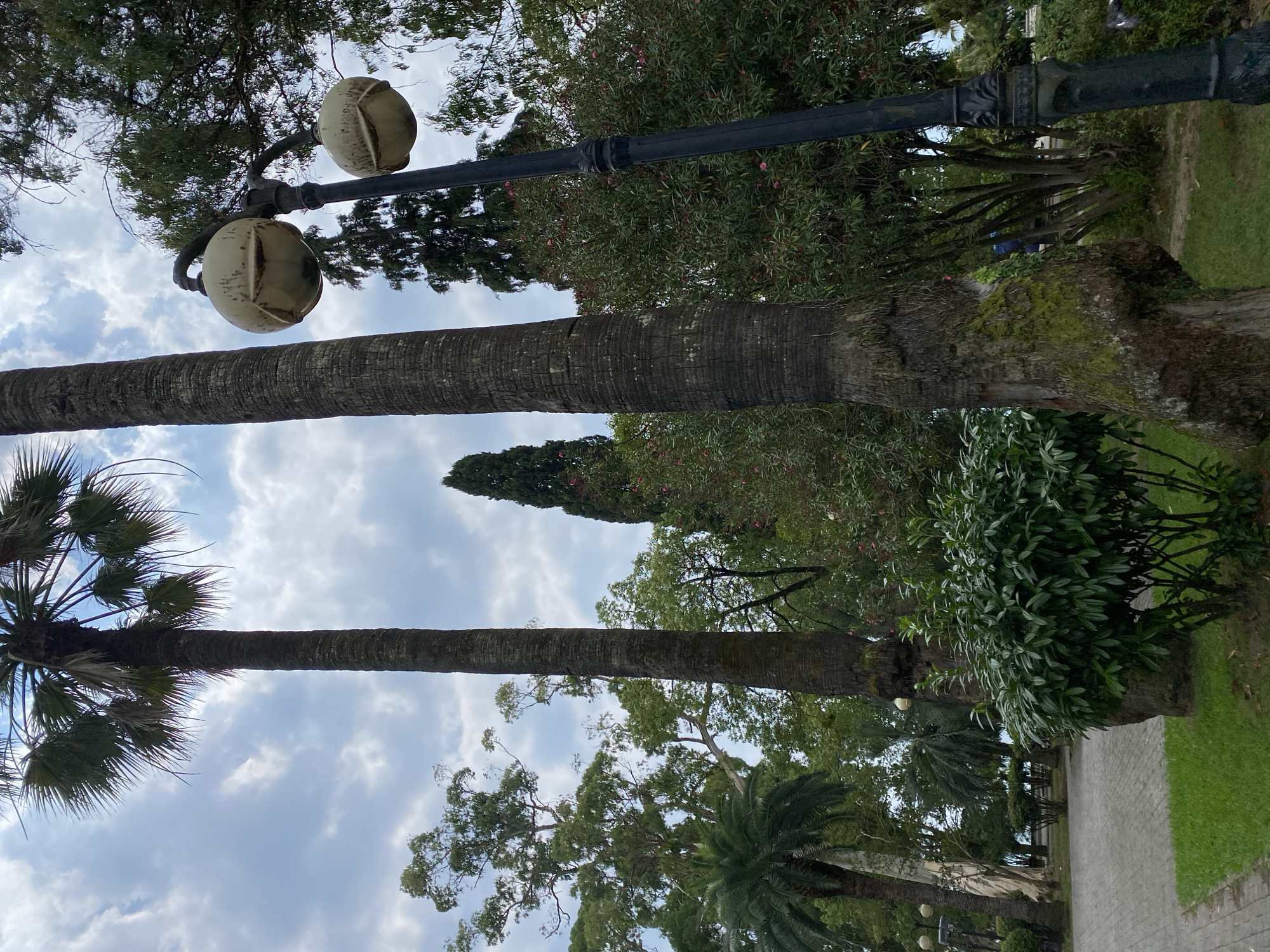 The image depicts a park in Sokhumi, Abkhazia, characterized by lush greenery and a cloudy sky. Dominating the foreground are two tall palm trees, their thick, textured trunks emphasizing their age and size. To the right, a black lamppost with two spherical, weathered lamps stands prominently. Behind the palm trees, a variety of other trees and bushes create a dense, natural backdrop, with hints of pink flowers visible on some shrubs. A paved pathway curves through the park, bordered by a neatly mowed lawn, suggesting a well-maintained public space. The overall atmosphere is serene and verdant, typical of a subtropical park setting. There are no people visible in the image.