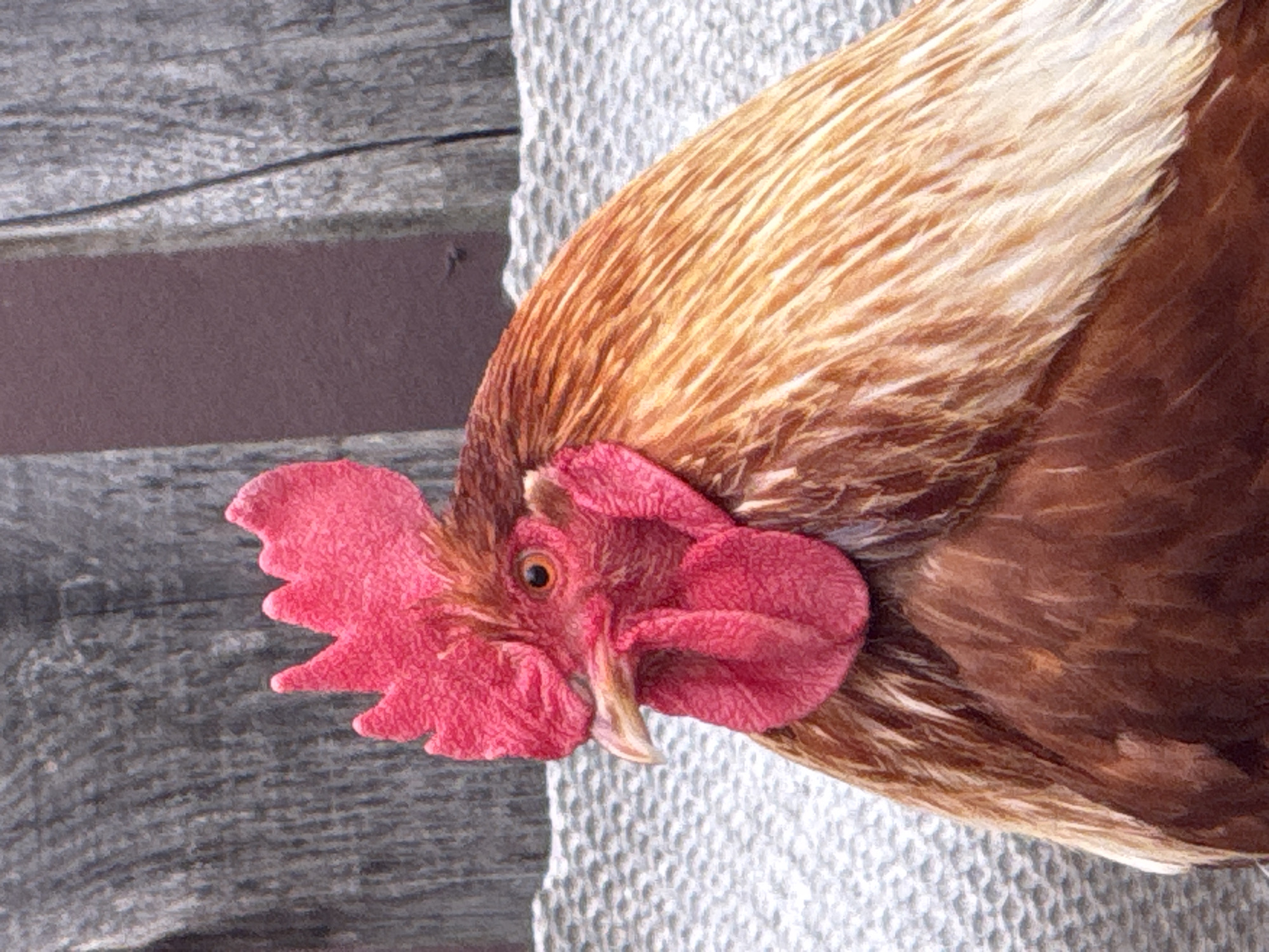 A close-up, vertical, eye-level medium shot shows the head and upper body of a brown and tan rooster. The rooster's comb is a bright pink, and it has a light-colored beak with dark speckles. Its eye is a dark orange. The background consists of a weathered, gray wooden fence and a muted brown surface. The rooster is perched on a textured, light gray surface, possibly a fabric. There is no indication of a location in the city of Chaikovsky, Russia.