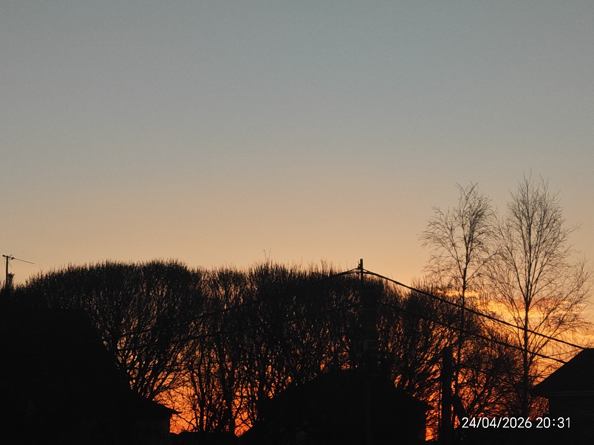 The image captures a sunset scene, indicated by the warm, gradient sky and the timestamp `24/04/2026 20:31` in the bottom right corner. The sky transitions from a light blue-grey at the top to vibrant orange and yellow hues towards the horizon, suggesting a clear evening.
The foreground is dominated by dark silhouettes of trees and foliage. Many of the trees, particularly on the right, appear to be bare-branched, hinting at late winter or early spring. Dense bushes form a prominent silhouette line across the mid-ground. Dark shapes resembling rooftops or parts of buildings are visible at the bottom left and right corners. A small, antenna-like structure is silhouetted against the sky on the far left, rising from the tree line. A dark power line or cable stretches diagonally across the middle-right portion of the frame, crossing in front of some trees. No people are visible. The overall setting appears to be a residential or suburban area at dusk, conveying a tranquil atmosphere.