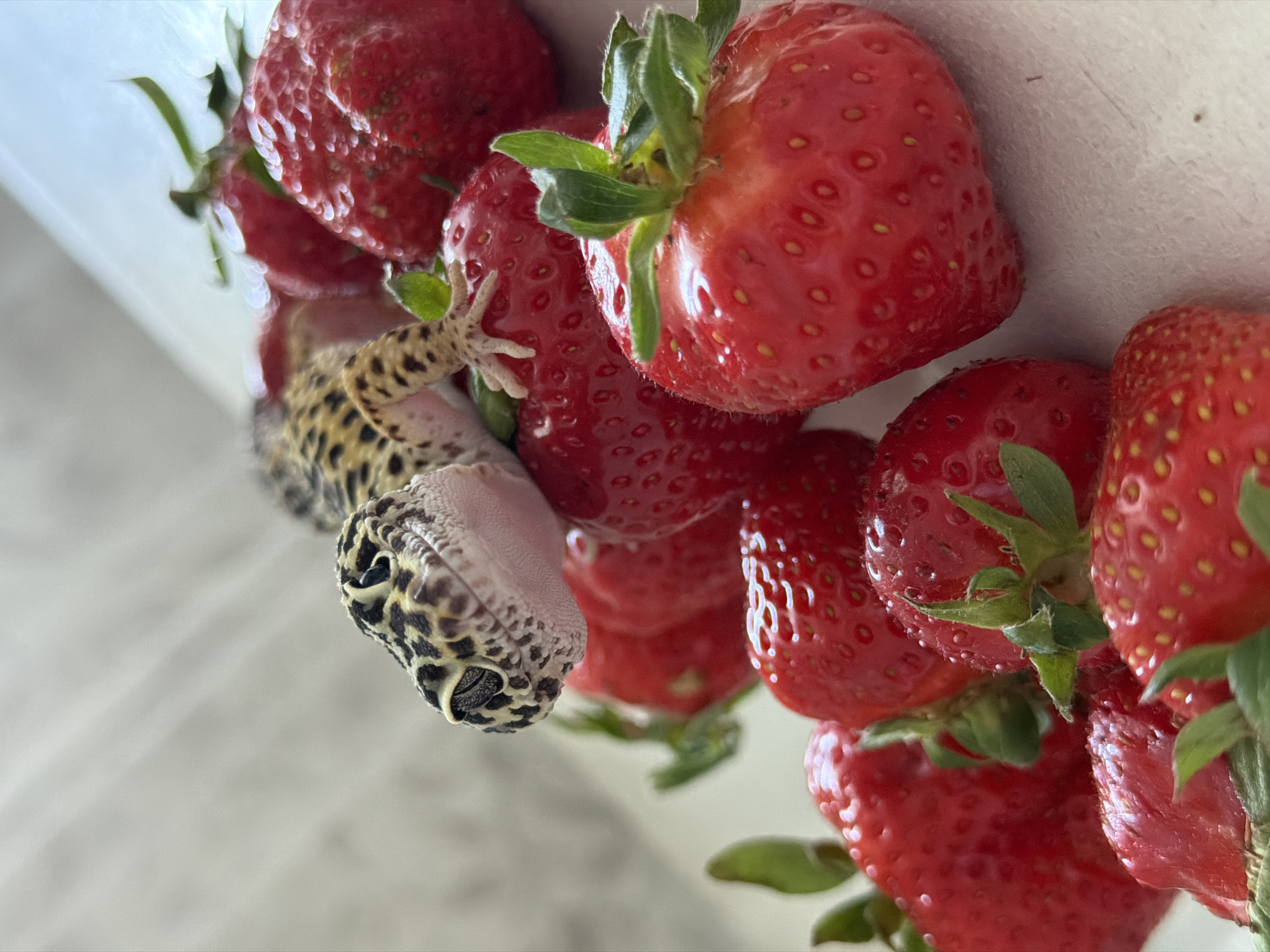 A leopard gecko is crawling on a pile of fresh strawberries. The gecko has a tan body with brown and black spots. Its head is facing downward, and its mouth is slightly open. The strawberries are bright red and have green stems. The background is a blurry white surface. The image does not contain enough information to verify that it was taken in Chaikovsky, Russia.