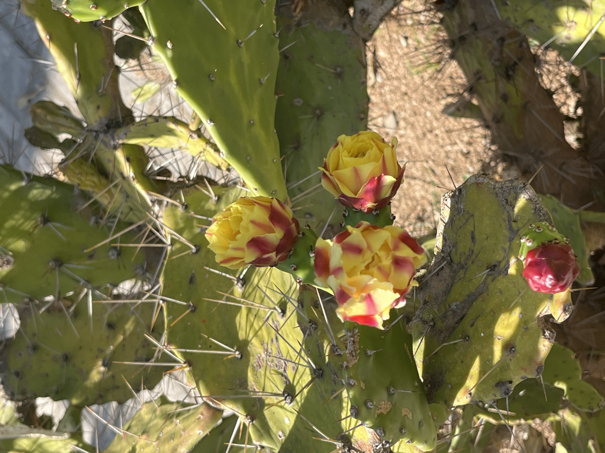 A close-up, eye-level shot captures a prickly pear cactus in Budva, Montenegro, showcasing its vibrant yellow and red blossoms and sharp spines. The cactus pads are a lush green, some showing signs of age with discoloration and textures. Multiple flowers, some fully bloomed and others in bud, are visible. One particularly striking flower in the foreground exhibits delicate yellow petals with hints of red at their base. Below it, a bright red bud promises a future bloom. The background consists of a sandy, sun-drenched ground and blurred foliage, suggesting an outdoor, arid environment. The lighting creates dappled shadows across the cactus pads, highlighting their thorny surface.