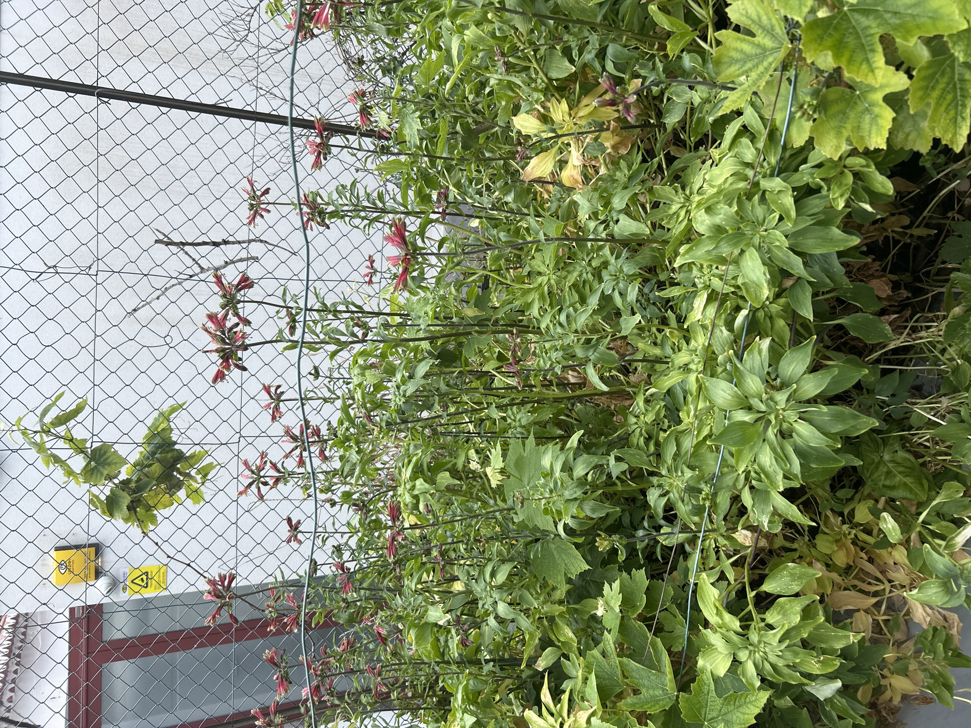 A dense collection of greenery climbs a wire fence in Câmara de Lobos, Portugal. The vegetation includes honeysuckle with red and cream-colored flowers. Some foliage shows signs of discoloration and possible disease or stress. A few grape leaves are visible. Yellow warning signs and building architecture can be seen through the wire fence.
