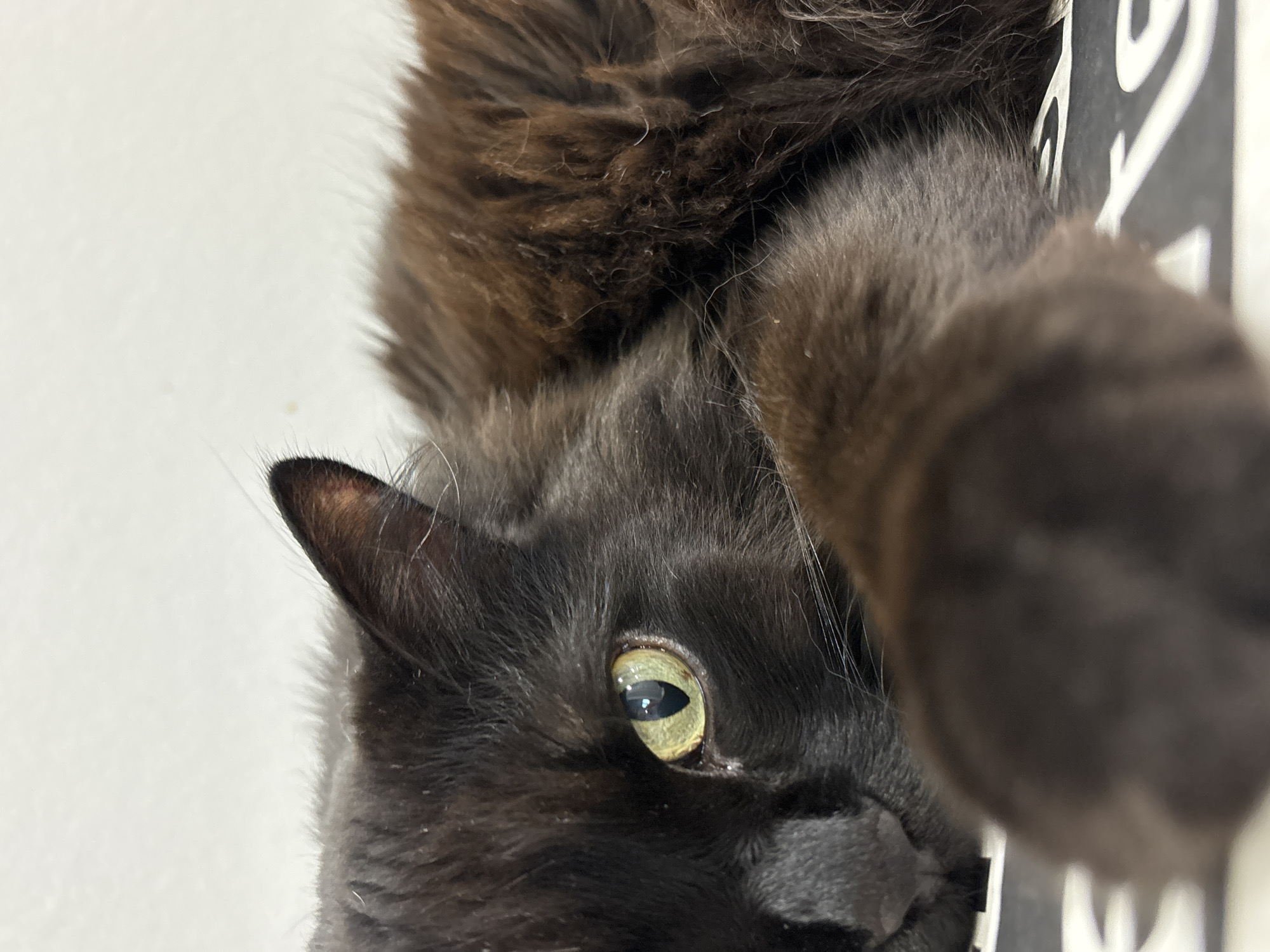 A close-up, eye-level shot shows a black cat with long fur lying down. The cat's left eye, a striking yellow-green, is the focal point, and its pupil is a vertical slit. The cat's black nose and whiskers are visible on the left side of the frame, and a portion of its ear is also visible. The cat's body extends to the right, showing its fluffy, dark brown fur. The background is a plain, light-colored surface, possibly a wall or a tablecloth. The bottom of the frame reveals a black and white patterned surface that the cat is lying on. The image is sharp in the foreground, with a shallow depth of field blurring the background. This image was taken in Razdolnoye, Russia.