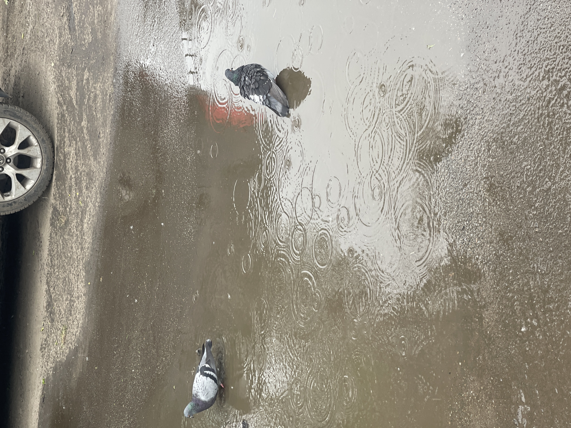 The image provides an overhead view of a wet ground surface during a rain shower. Two pigeons are the primary subjects, both standing in shallow puddles. The ground appears to be a dark, textured pavement or asphalt, heavily saturated with water and showing areas of standing puddles.
The pigeon in the upper central part of the frame is dark grey with hints of iridescent green and purple feathers on its neck. It is positioned with its head lowered into a puddle, suggesting it might be drinking or bathing in the rainwater. The second pigeon, located towards the lower left, is also mostly dark grey with visible white wing markings and reddish feet. It too has its head down, interacting with the water.
A notable detail is the extensive pattern of concentric ripples spreading across the water's surface, indicating continuous rainfall. In certain areas, the water surface appears agitated and bubbly from the impact of numerous raindrops. Reflections of objects or an overcast sky can be observed in the larger, smoother puddles.
On the far left side of the frame, partially visible, is a portion of a car wheel. It features a silver-colored, multi-spoke alloy rim and a dark tire, suggesting the scene is set in an urban or roadside environment. The lighting indicates it is daytime, likely overcast due to the rain. There is no visible text in the image. The location is Poltava, Ukraine.