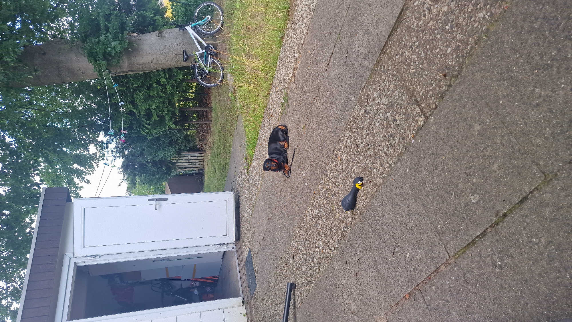 A black and tan dachshund is lying on a concrete patio in front of an open shed with white doors. A black and yellow rubber duck toy lies on the patio to the left of the dog. In the background, a white bicycle with blue accents is parked next to a large tree with a clothesline strung between it and another tree. The shed appears to be located at a private residence in Jesteburg, Germany. The weather is overcast and the scene is set in an outdoor environment with trees and grass.