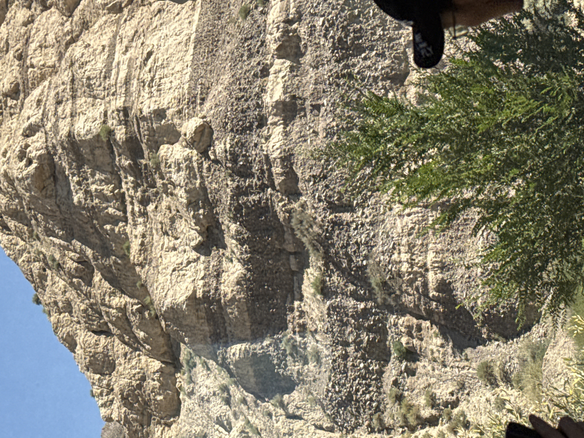 A low-angle, medium shot captures a vast, rugged mountain face under a clear blue sky. The mountain is composed of layered rock, varying in color from pale tan to dark brown, creating distinct strata across its surface. Sparse green vegetation, including bushes and small trees, clings to the rocky slopes. In the foreground, a dark green evergreen bush dominates the lower right portion of the frame. Partially visible on the far right is the head and shoulder of a person wearing a black baseball cap and glasses, suggesting they are observing the landscape. The overall impression is one of a wild, natural environment.