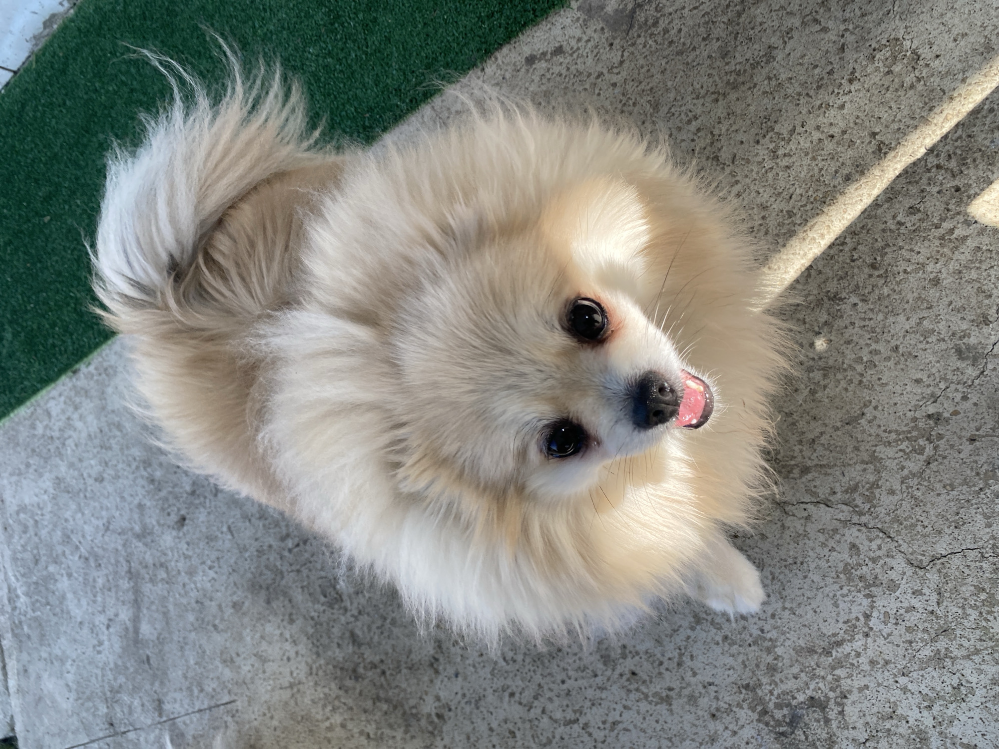 A tan and white Pomeranian dog is the central subject, viewed from above and at a slightly oblique angle. The dog has fluffy fur, dark eyes, a black nose, and a pink tongue visible as its mouth is slightly open. The dog appears to be sitting or standing, with one of its white paws slightly visible.
The background consists of two distinct surfaces. To the upper left, there is a small patch of green artificial turf. The primary surface beneath and around the dog is a gray concrete slab or patio. A strip of sunlight casts a bright, diffused glow across the concrete in the upper right portion of the image.
There is no information in the image to specify the city of Industrialny, Russia.