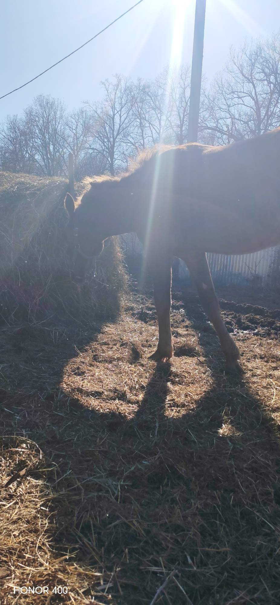 A brown horse is eating from a hay bale in a field in Noviy, Russia. The sun is shining brightly and there are trees in the background. There is a utility pole visible behind the horse.