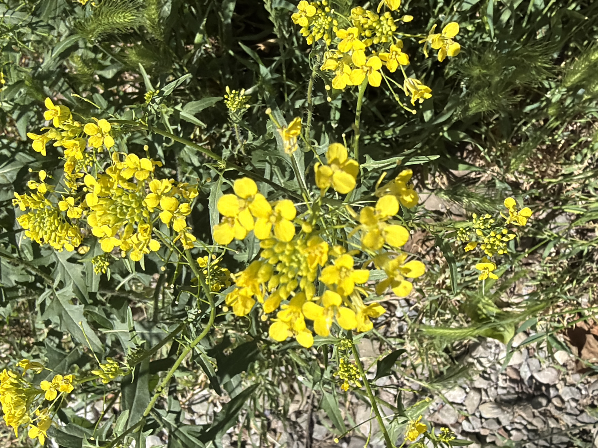 The image captures a patch of yellow wildflowers growing among green foliage. The flowers are clustered in small groups, with four petals each, characteristic of the Brassicaceae family. The background includes small stones and other vegetation, indicating an outdoor setting. The location is specified as Saguramo, Georgia, though the image itself does not provide any identifying context specific to the city. No people or animals are visible in the image.
