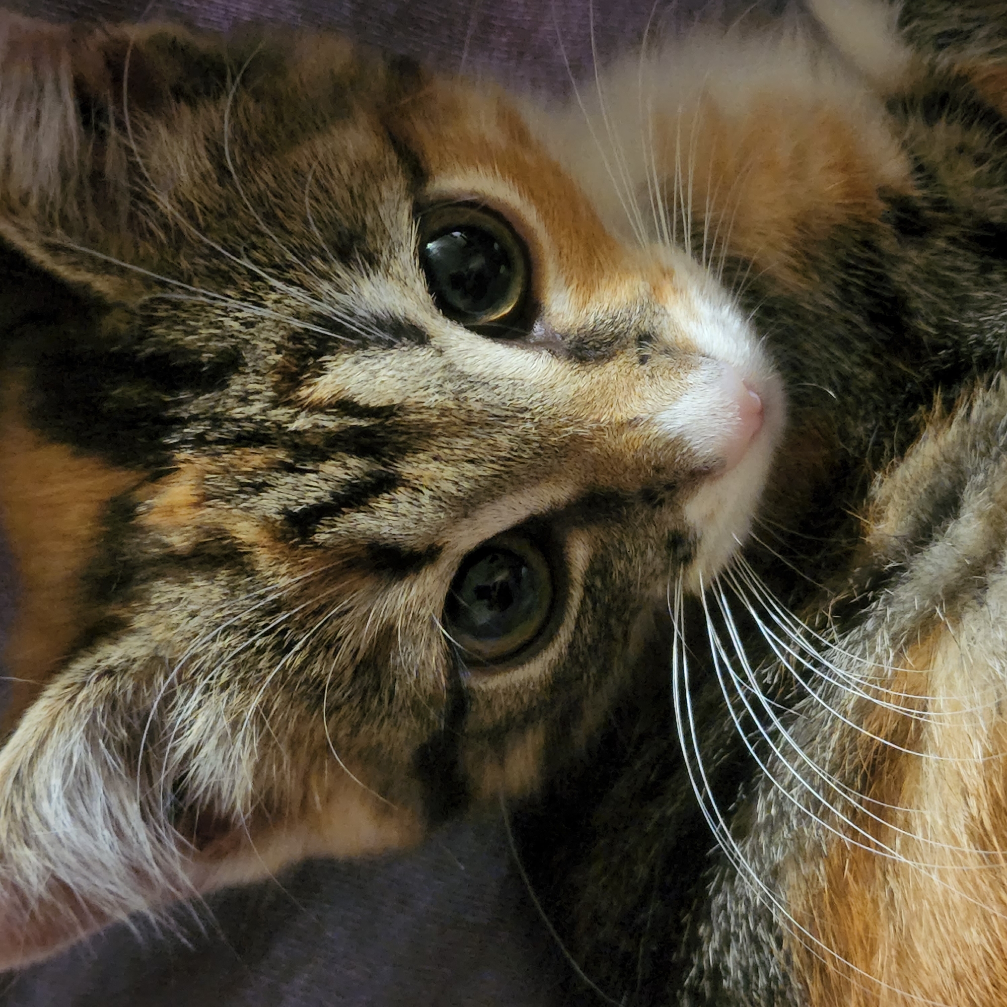 This is a close-up, head-on, high-angle, indoor photograph of a calico kitten. The kitten is looking directly at the camera with large, dark eyes. Its fur is a mix of brown, black, orange, and white. The background is a blurred, dark purple fabric. There is no indication of the kitten's location in Moscow, Russia.