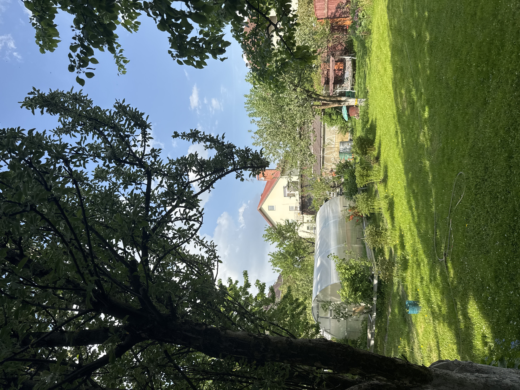 The image captures a verdant backyard scene, possibly in a residential area. A large tree dominates the left foreground, its branches filled with leaves and obscuring the view. Beyond the tree, a well-maintained lawn extends towards the background, where a greenhouse stands adjacent to a light yellow house. A fence marks the boundary of the property. The scene is bathed in sunlight, casting shadows across the grass. A garden hose lies coiled on the lawn. The sky, visible through gaps in the trees, is blue with scattered clouds. The overall impression is that of a peaceful, private garden.