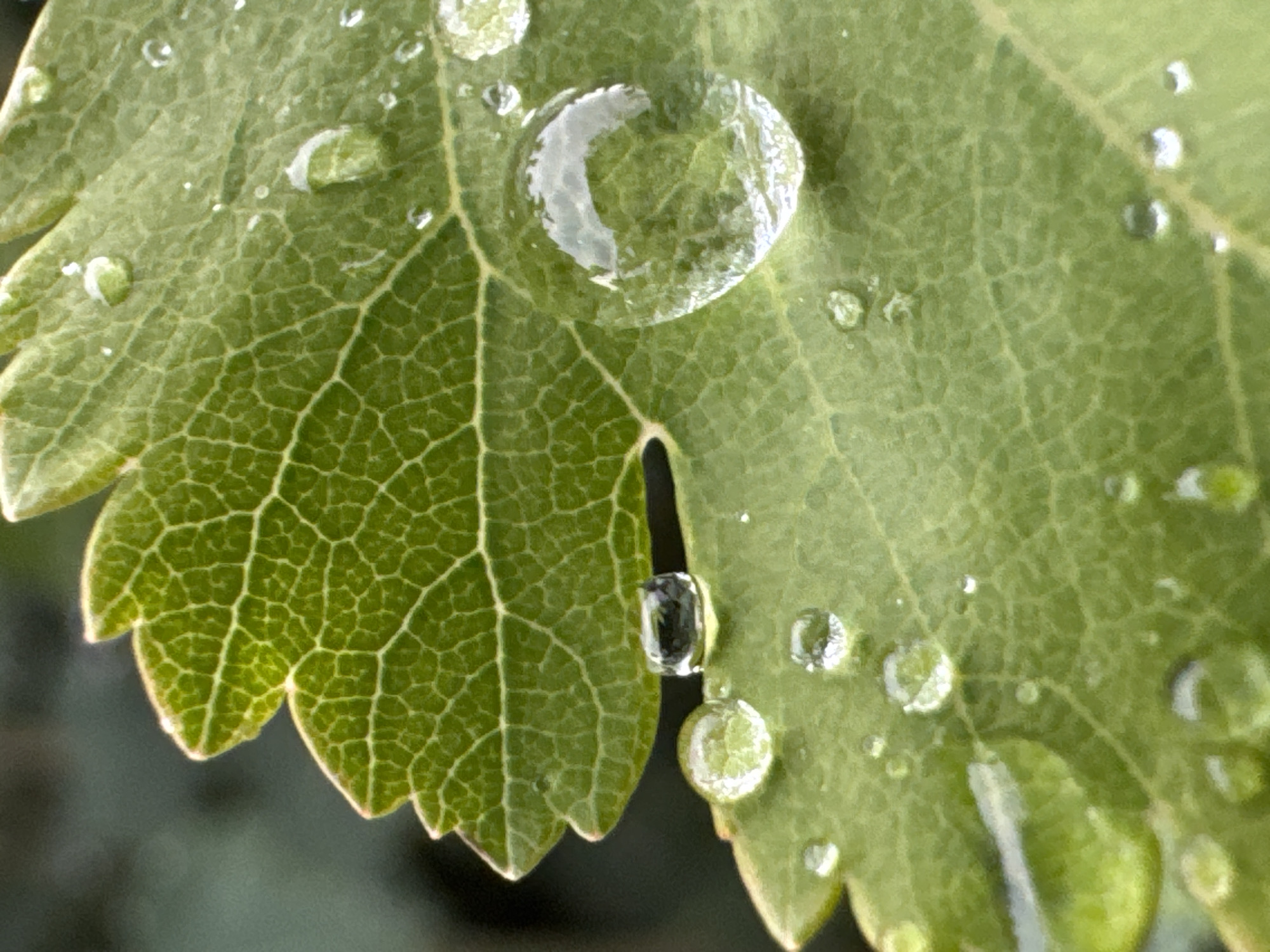 A close-up photograph depicts a green leaf covered with water droplets. The leaf's veined texture is prominently visible. A large droplet is centered on the leaf, displaying a distorted reflection of the surrounding environment. Several smaller droplets are scattered across the leaf's surface. The background is out of focus.
There is no information available for location and people.