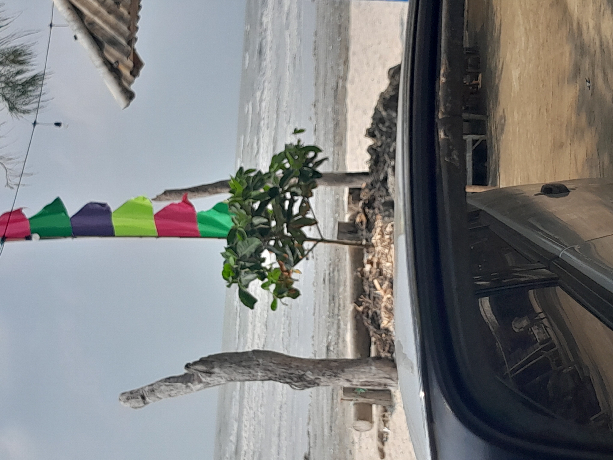 A daytime, eye-level, exterior shot captures a beach scene in Karyatani, Indonesia, as viewed from the reflection in a car's side mirror. The foreground is dominated by the car's side mirror and the top edge of the car. The mirror's reflection shows a dimly lit interior, possibly a building, with a lone figure walking away from the camera.
Beyond the car, the environment opens up to a sandy beach. A tall, weathered piece of driftwood stands vertically to the left, with a smaller tree to its right. In the background, the ocean stretches to the horizon under a cloudy sky. A string of colorful flags—green, purple, green, and pink—hangs from a pole, adding a touch of vibrancy to the scene. To the right, the corrugated roof of a structure is visible, partially obscuring some palm fronds above. The overall impression is a tranquil, somewhat rustic beach setting.