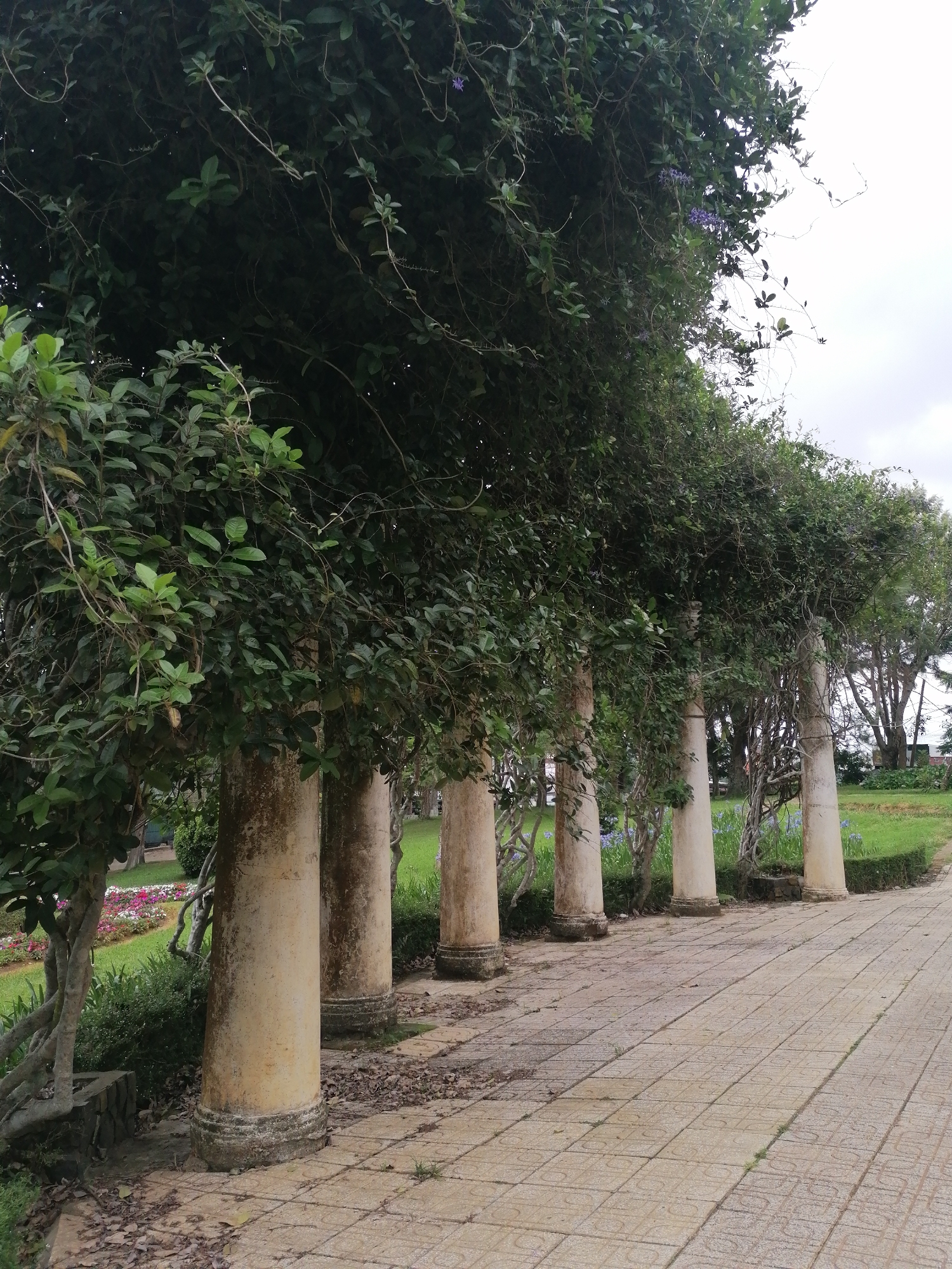 In the city of Da Lat, Vietnam, a row of ancient, weathered stone columns stands beside a tiled walkway. These columns are overgrown with lush green vines and leaves, some of which bear delicate purple flowers. Beyond the columns, a vibrant garden displays a colorful array of flowers and manicured green grass. The sky above is overcast, suggesting a cloudy day.