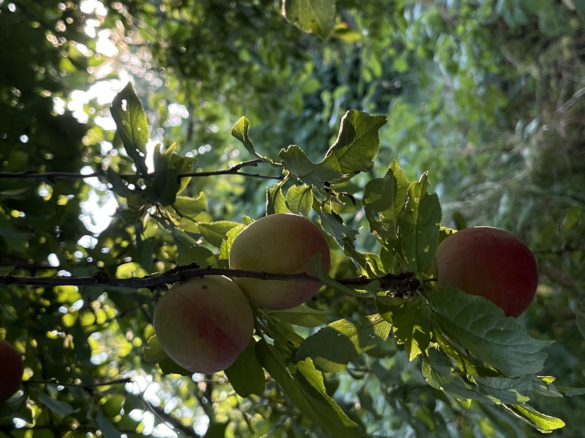 An outdoor, medium shot captures several ripe plums hanging from a tree branch in dappled sunlight. The plums, a mix of red and yellow hues, are clustered together, some partially obscured by green leaves. The background is a blur of green foliage, suggesting a garden or wooded area. The lighting indicates it is either early morning or late afternoon, with the sun filtering through the leaves, creating bokeh effects. There are no people or animals visible in the image.