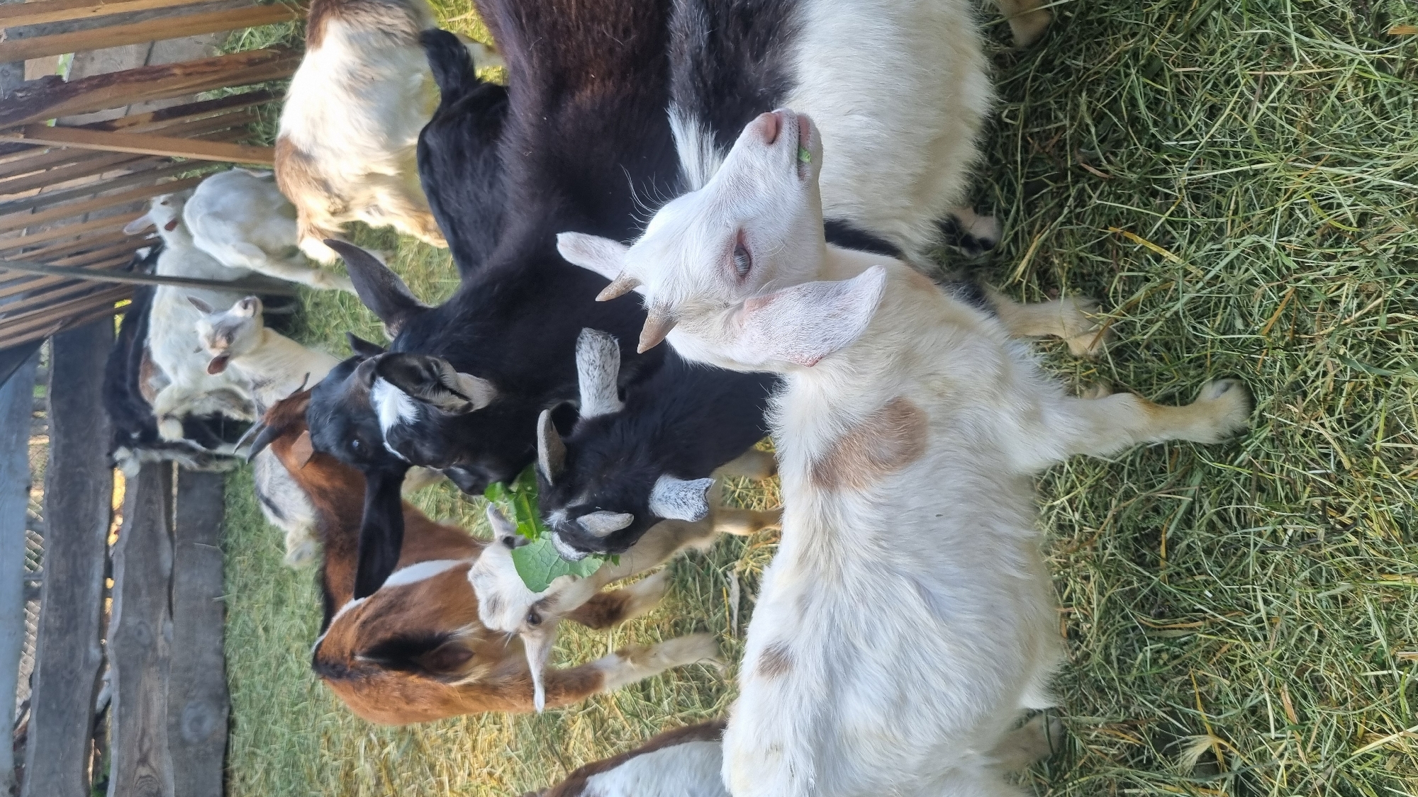 The image displays a group of domestic goats within an outdoor enclosure in Melnyky, Ukraine. The ground is covered with a dense layer of dried grass and green vegetation. In the immediate foreground, a white goat with light brown patches and small horns is partially visible from its mid-section upwards, facing right with green foliage in its mouth. To the right of this goat, in the mid-ground, a black goat with white markings on its muzzle and ears is actively consuming a large green leaf. Behind this animal, another black goat is partially observed. Further to the left in the mid-ground, a brown goat with white markings is seen from its rear, oriented away from the viewer, adjacent to a lighter-colored goat consuming a leaf. The background features a rustic wooden fence constructed from horizontal logs and vertical planks, forming the perimeter of the enclosure. A wooden feeding rack with vertical slats is present on the right side of the background. Multiple additional goats, including white and dark-coated individuals, are distributed throughout the background, with some partially obscured by the fence or other animals. Several goats are observed with green plant material in their mouths, indicating feeding activity. The scene is illuminated by natural daylight.