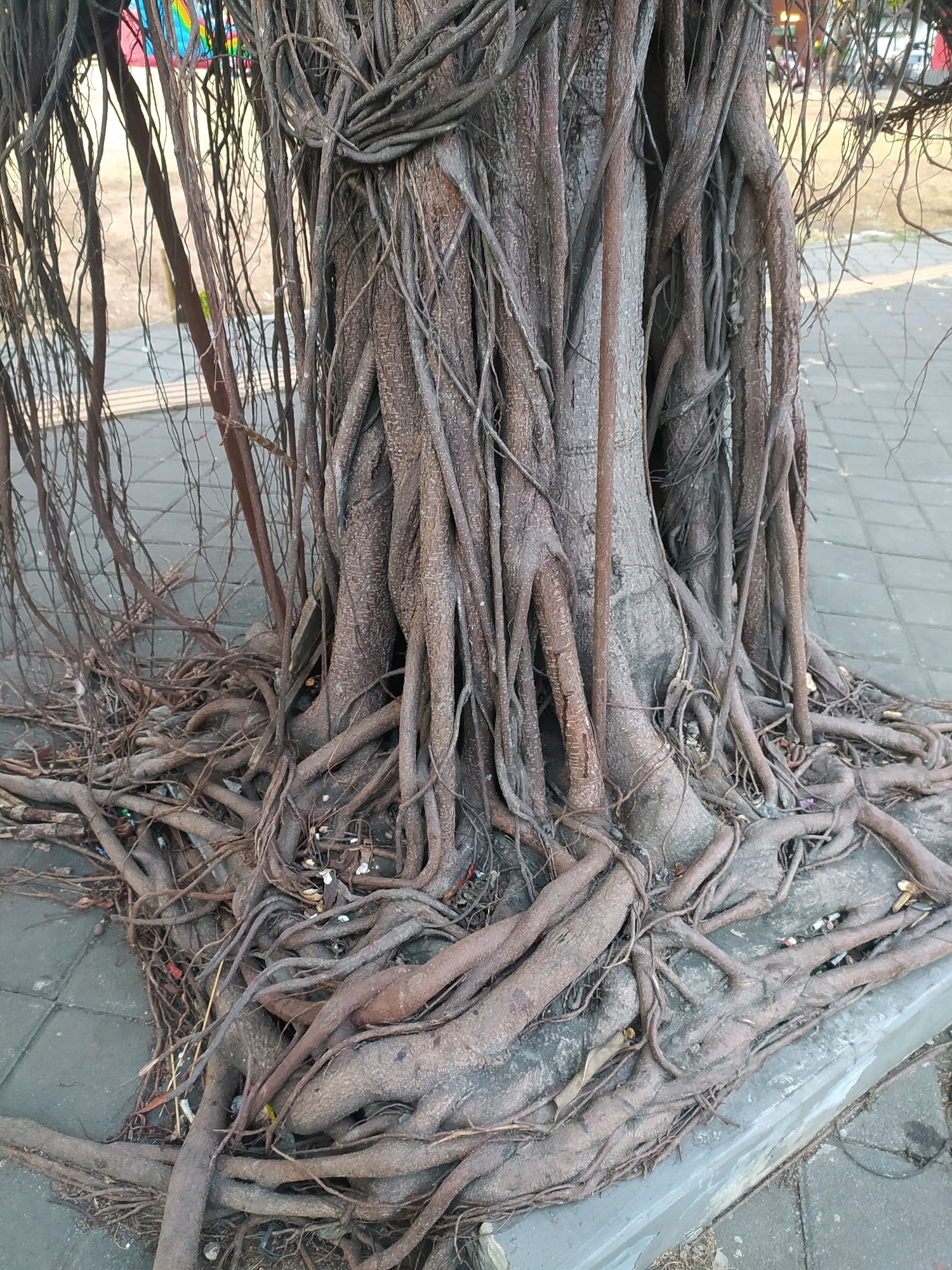 This is a close-up, eye-level, medium shot of the base of a large, mature tree with extensive, gnarled aerial roots. The tree trunk is composed of multiple fused or closely growing stems, appearing woody and textured with deep fissures. The aerial roots descend from the upper parts of the tree and spread outwards, intertwining with each other and extending across the ground. Some of these roots are thick and rope-like, while others are thinner and more delicate. The roots are a dark brown to gray color. The ground beneath and around the tree is paved with gray interlocking concrete tiles. The roots are growing over and between these tiles, some even appearing to lift or displace them slightly. At the very bottom edge of the frame, a concrete curb is visible, also partially covered by the tree's roots. In the background, the paving continues, and beyond that, hints of an urban environment are visible, including what appears to be a sidewalk or pathway and some distant structures or objects that are out of focus. There are also some stray leaves and debris scattered amongst the roots and on the pavement. The scene appears to be an outdoor public space, likely in a city. The specific location within the city of Banyumas, Indonesia, cannot be determined solely from the visual information in this image.