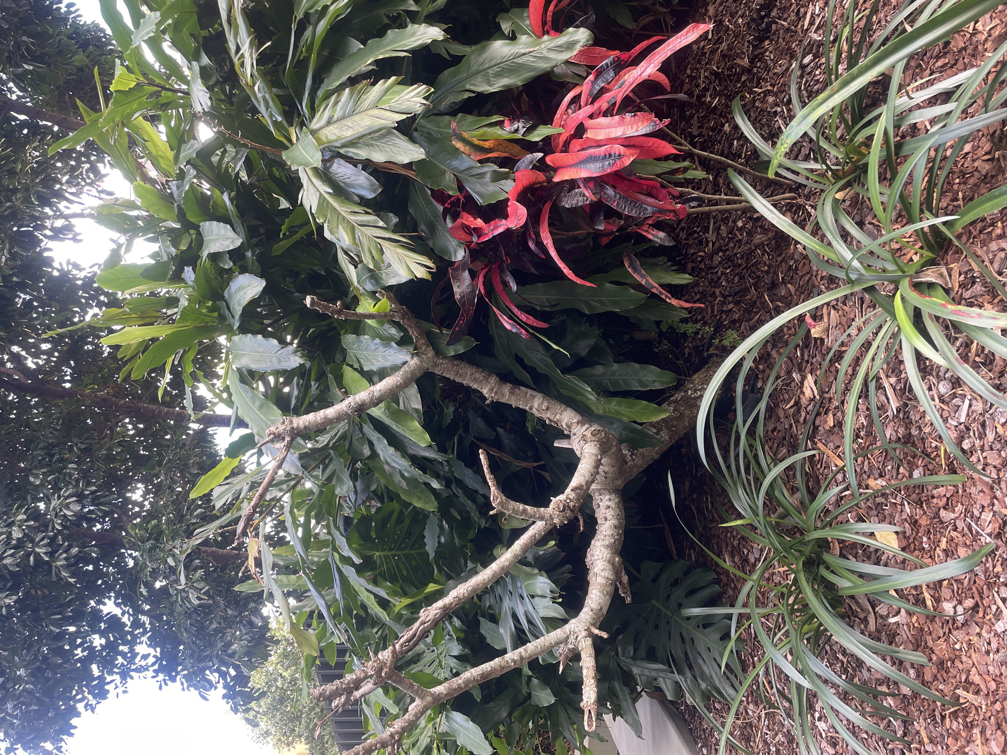 The image depicts a lush garden scene, characteristic of Brisbane, Australia's tropical climate. In the foreground, a bare-branched deciduous tree, possibly a Frangipani, displays its intricate skeletal structure against a backdrop of vibrant foliage. To the right, a Croton plant bursts with striking red and variegated leaves, adding a splash of intense color to the composition. Behind these, a dense growth of large-leaved plants, likely a Philodendron or similar tropical species, creates a verdant wall, with glimpses of a towering green tree canopy peeking through from the top. The ground is covered in a thick layer of reddish-brown mulch, with clusters of strappy, green plants growing in the lower right and left sections of the frame, possibly Spider Lilies or similar groundcover. The overall impression is one of abundant natural beauty, thriving in the sub-tropical environment of Brisbane.