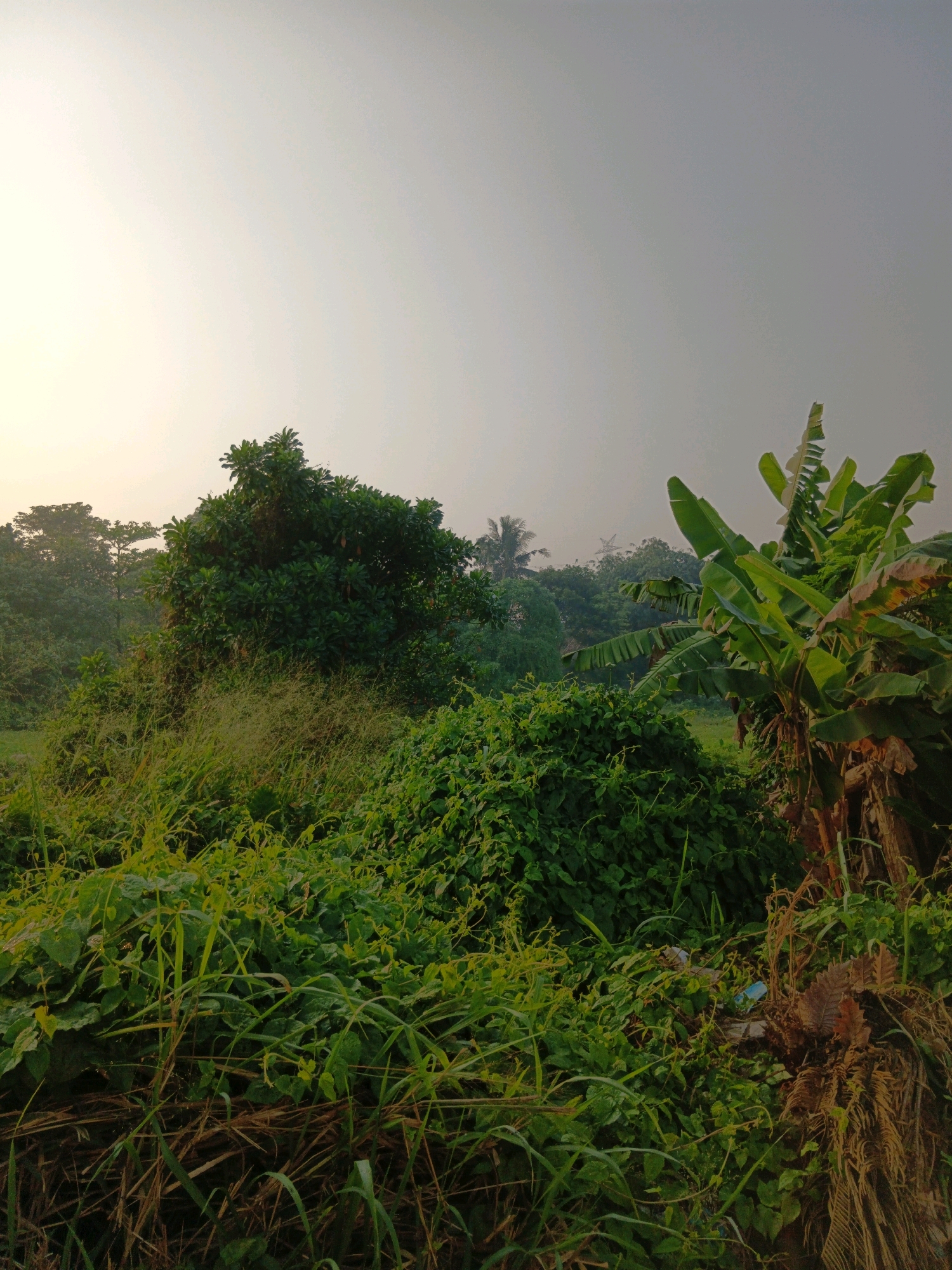 This is a photograph of an outdoor scene featuring dense vegetation under a hazy sky, likely taken in Bekasi, Indonesia. The foreground is dominated by a thick growth of green plants, including tall grasses and climbing vines, with some dry, brown vegetation and debris mixed in. To the right, a large banana tree with its characteristic broad leaves stands prominently. In the mid-ground, a large, leafy green tree with some visible fruit or seed pods is situated. Behind it, the landscape recedes into a dense forest with various types of trees, including what appears to be a palm tree in the distance, and a transmission tower visible through the foliage. The sky is a pale, overcast gray, suggesting either early morning or late afternoon light. There are no people or animals visible in the image. The environment appears to be a natural or semi-natural area, possibly a field or the edge of a jungle.