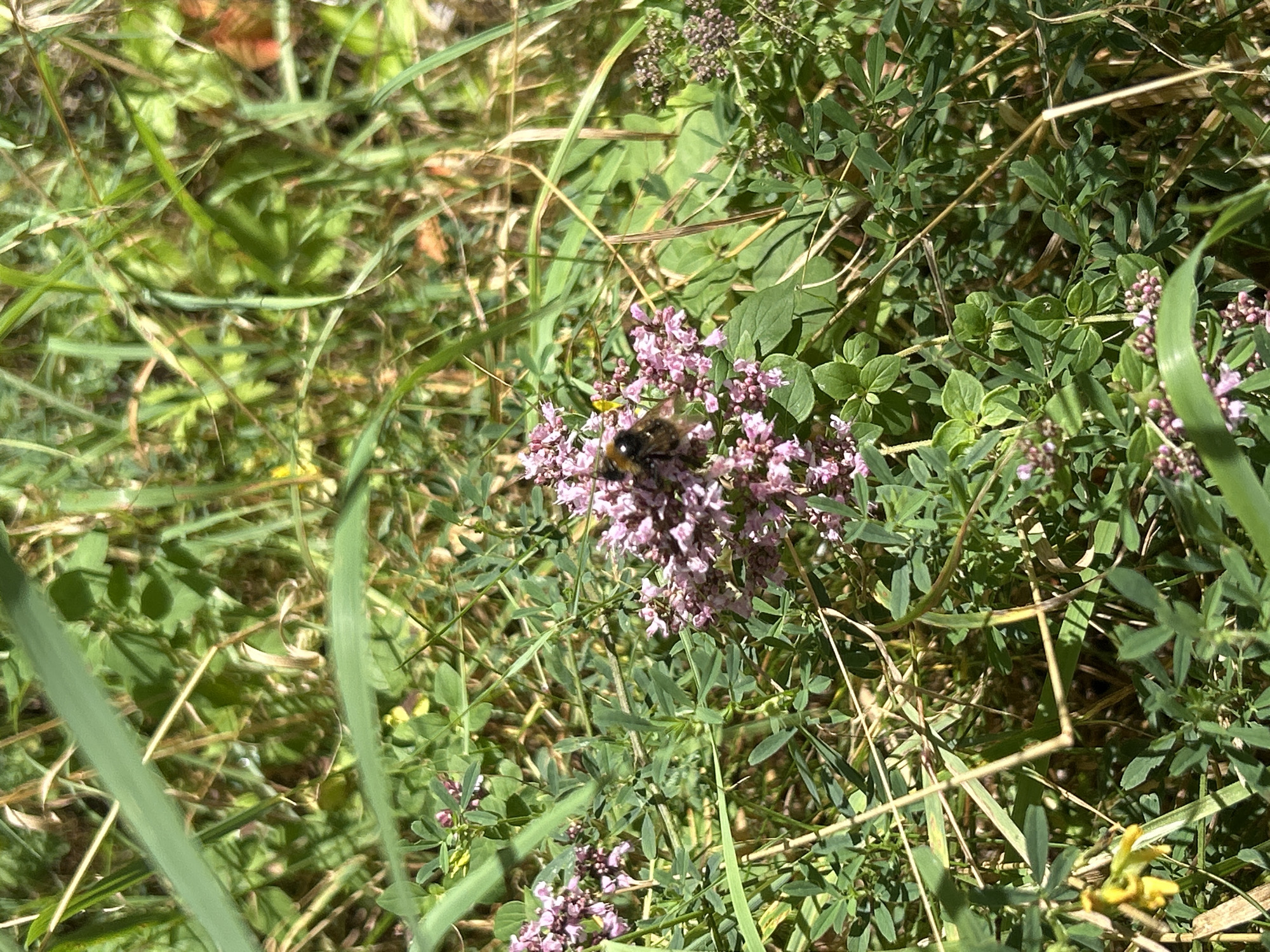 The image depicts a close-up view of a bumblebee foraging on small pink flowers amidst green foliage. The scene is natural and outdoors, likely a garden or wild area, with blades of grass and other plants visible. The lighting suggests it is daytime, with sunlight illuminating the scene. The bumblebee is the primary subject, positioned in the center of the frame, with its body partially obscured by the flowers. The environment is lush and overgrown, with a mix of light and shadow. There are no indications of urban structures or specific city locations within the frame.